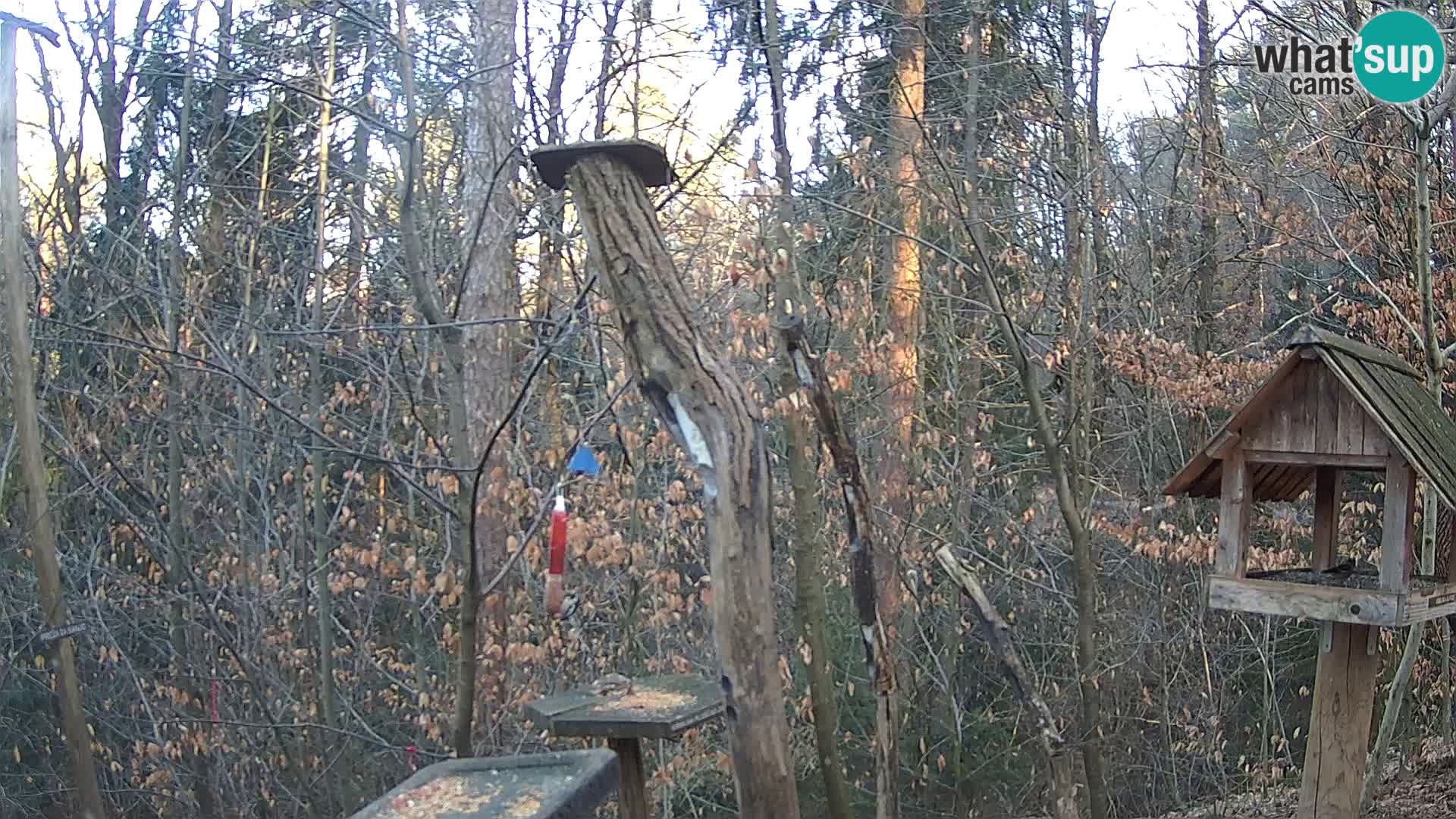 Comederos para pájaros en ZOO Ljubljana camera en vivo