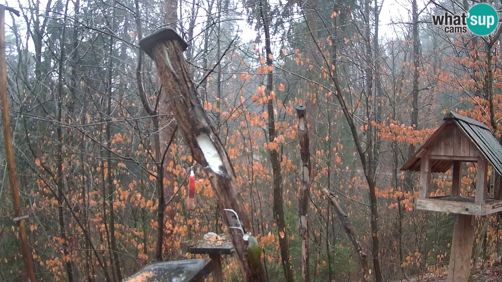 Mangeoires pour oiseaux au ZOO live webcam Ljubljana