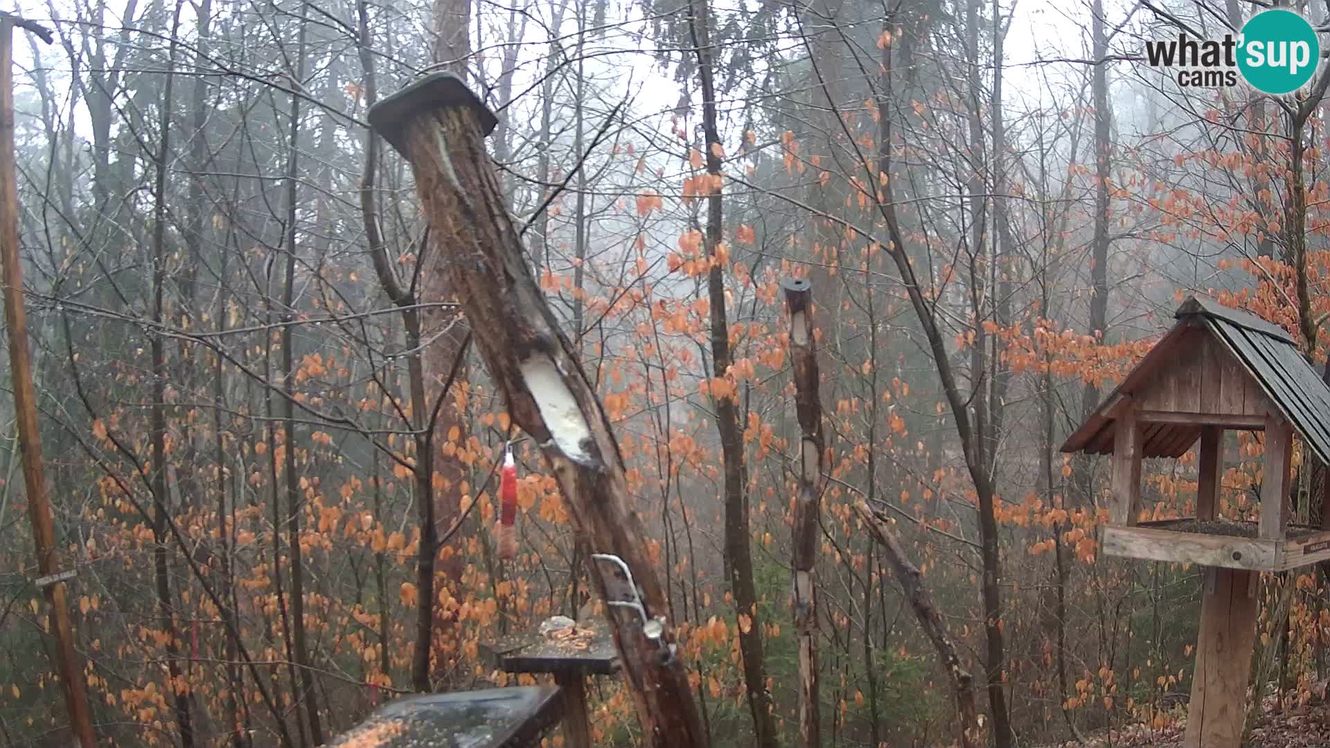 Mangeoires pour oiseaux au ZOO live webcam Ljubljana