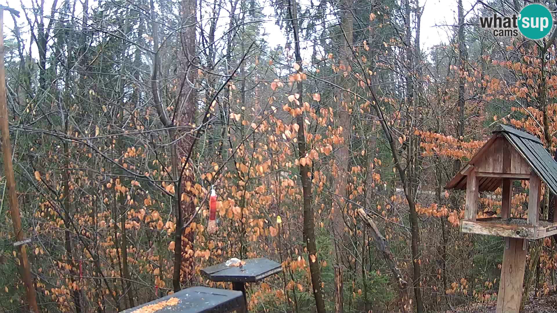 Vogelfutterhäuschen im ZOO webcam Ljubljana