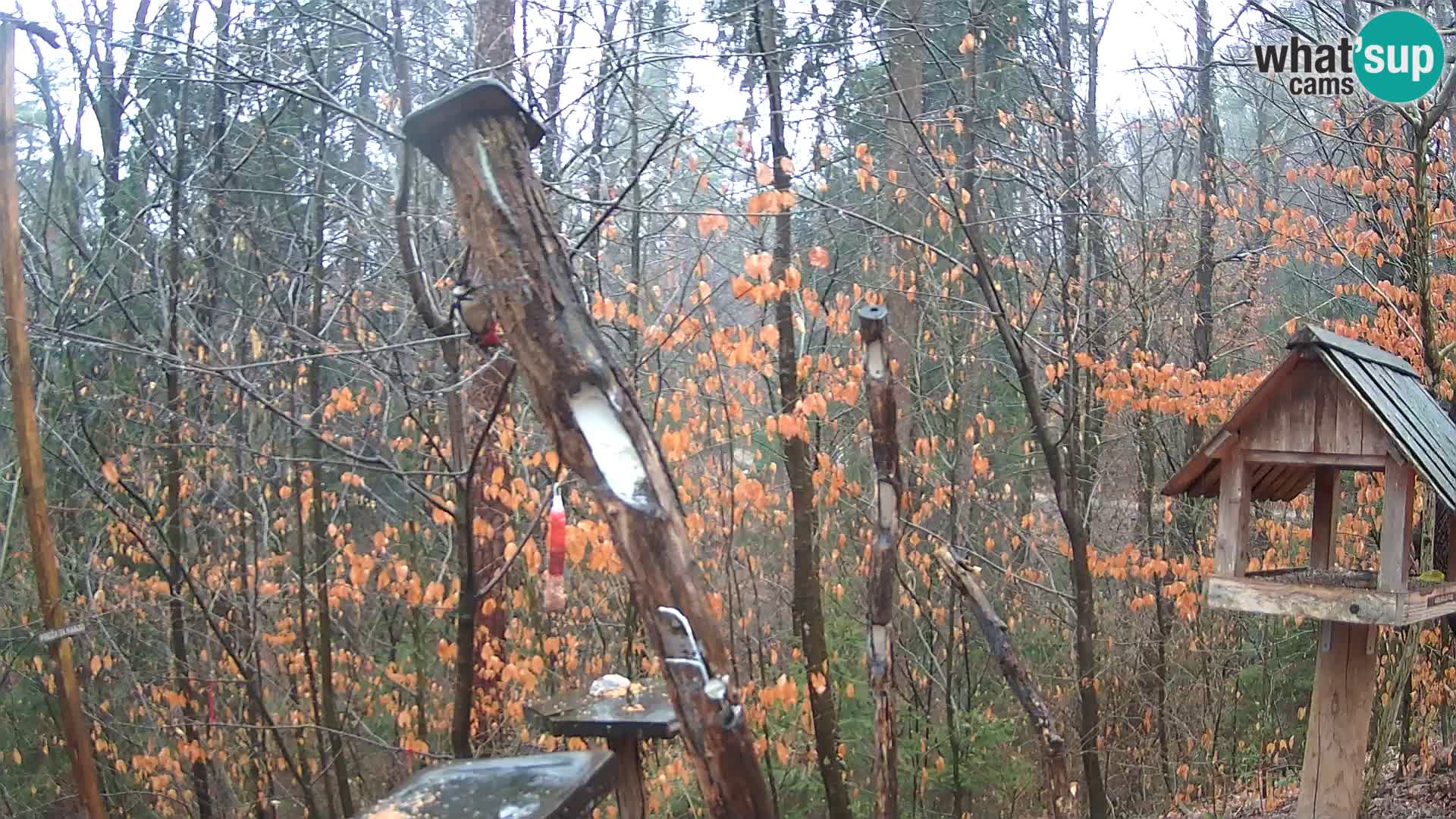 Comederos para pájaros en ZOO Ljubljana camera en vivo