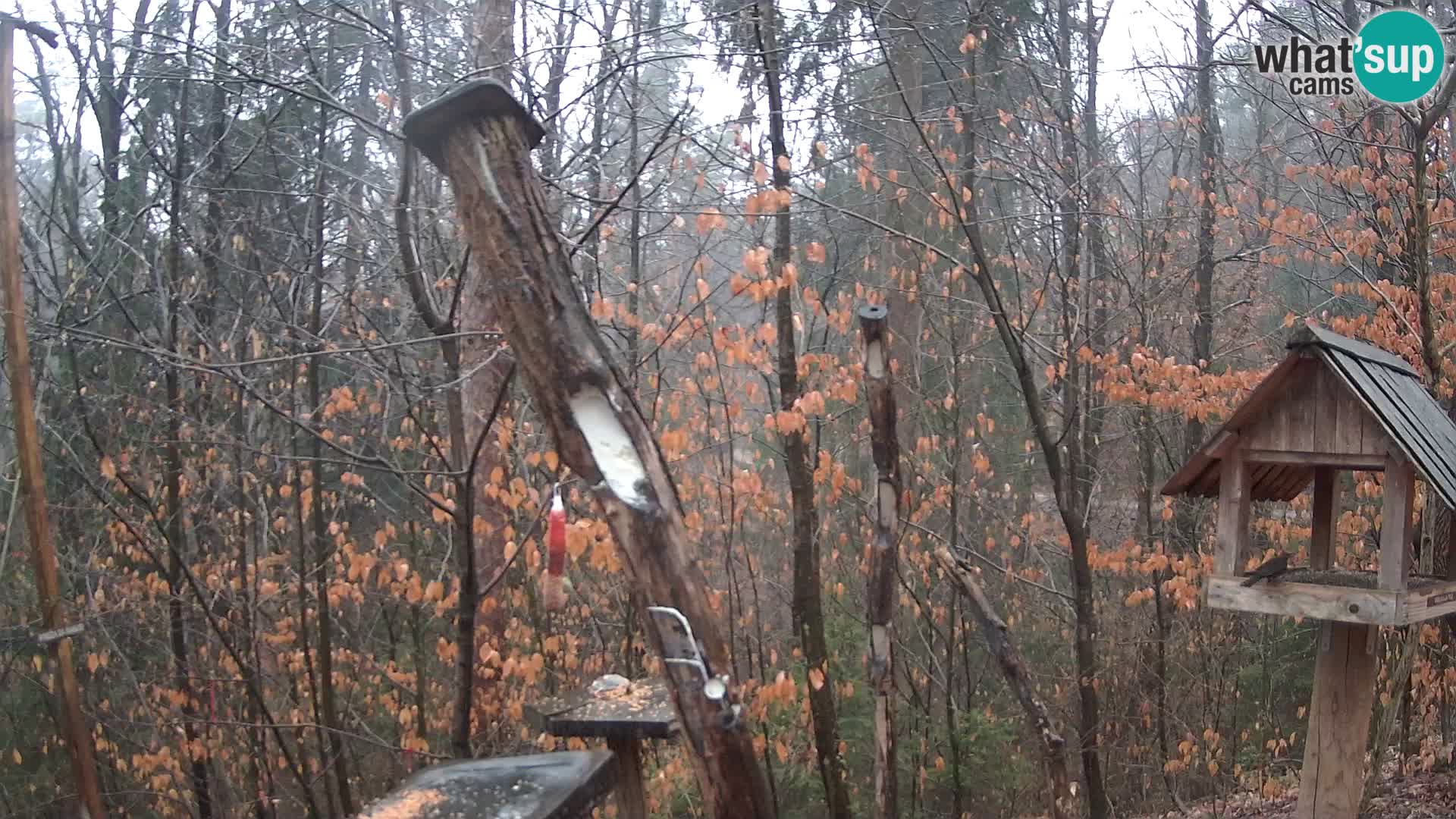 Comederos para pájaros en ZOO Ljubljana camera en vivo