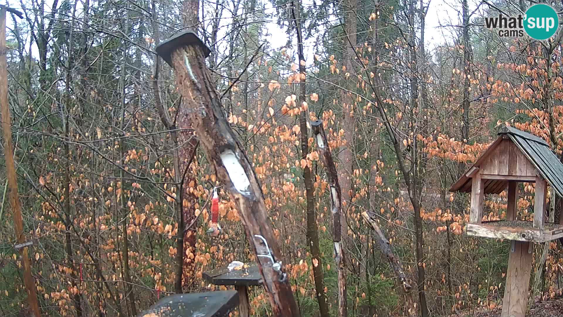 Bird feeders at ZOO Ljubljana webcam