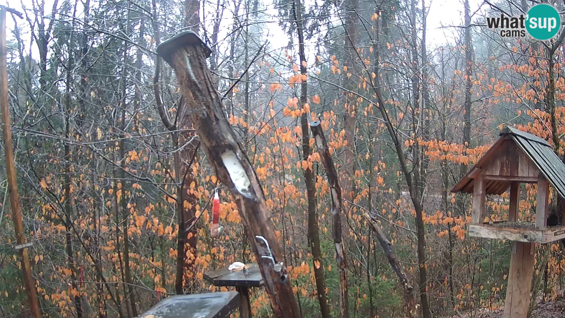 Bird feeders at ZOO Ljubljana webcam