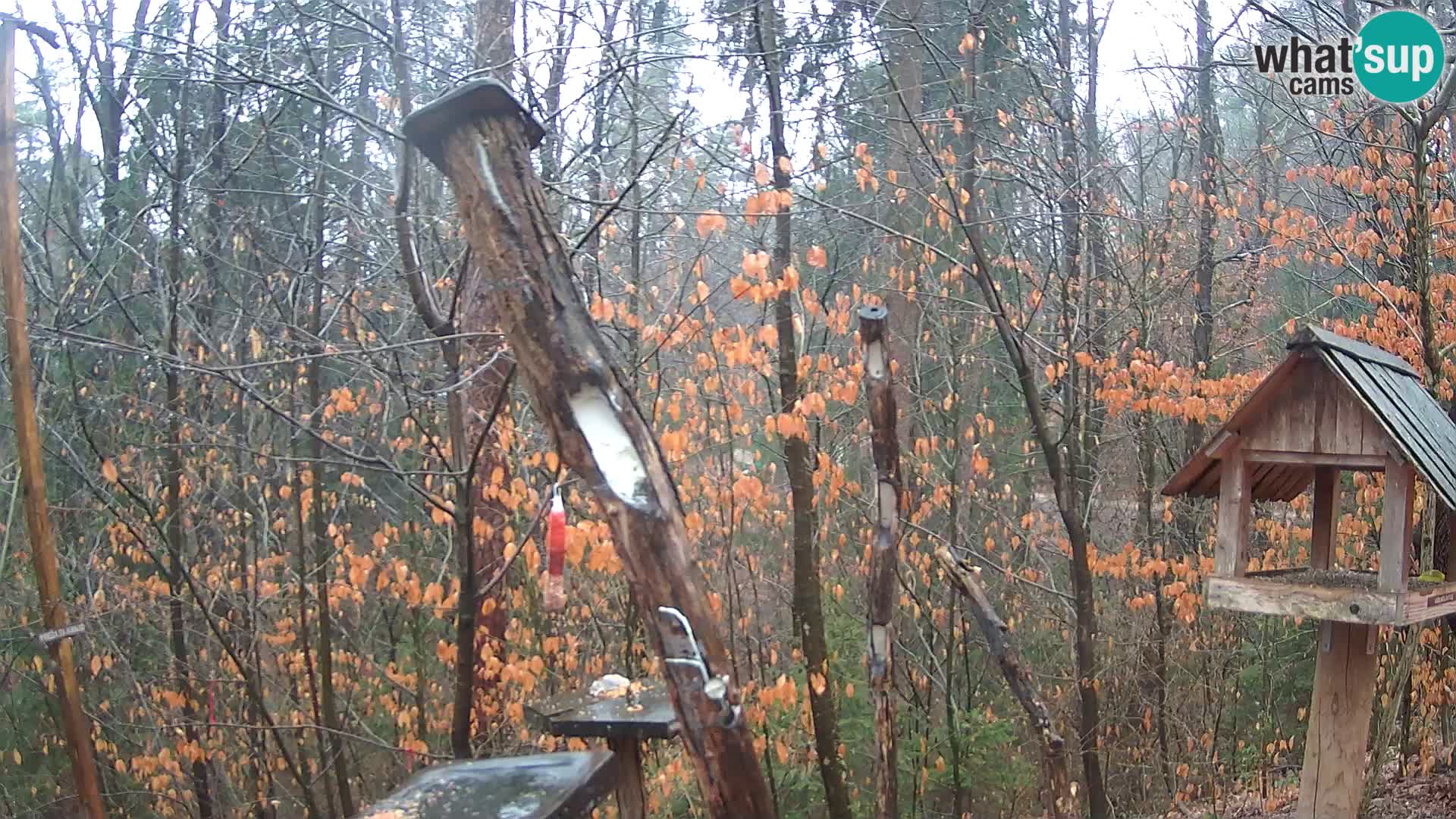 Mangeoires pour oiseaux au ZOO live webcam Ljubljana