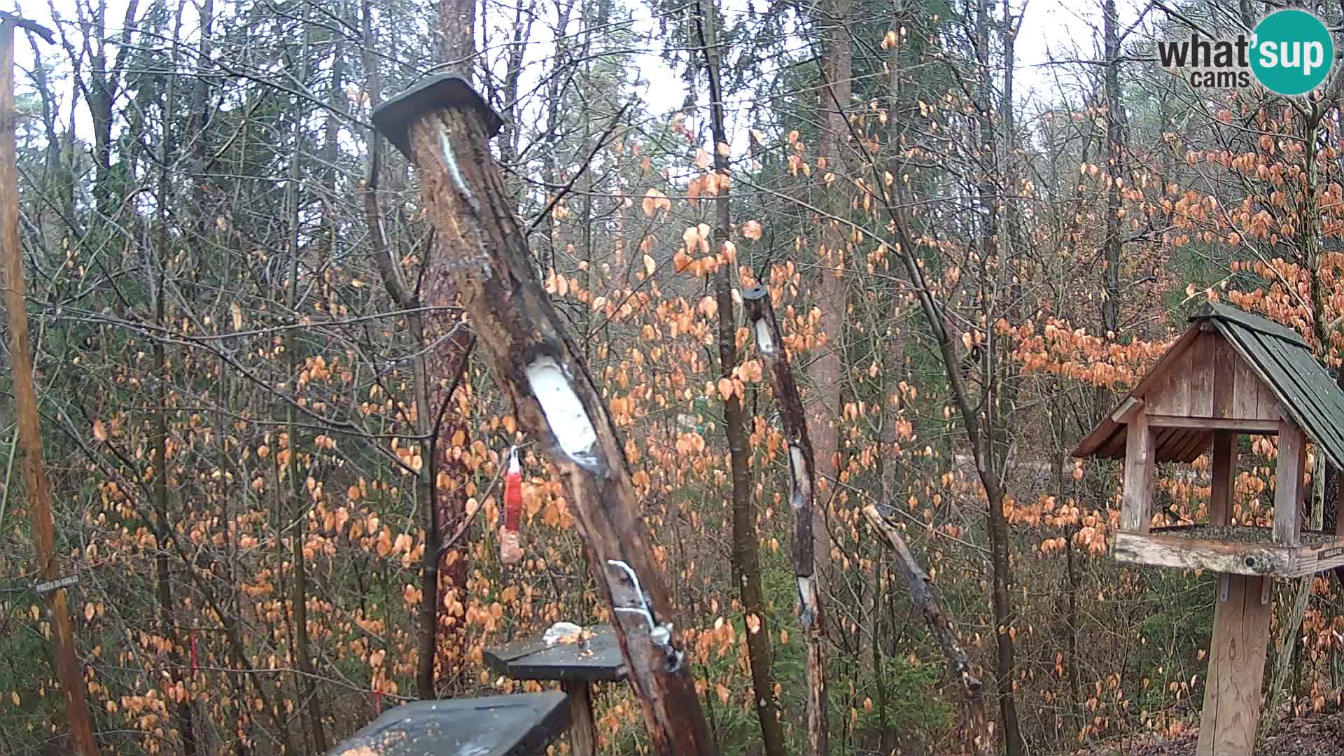 Bird feeders at ZOO Ljubljana webcam