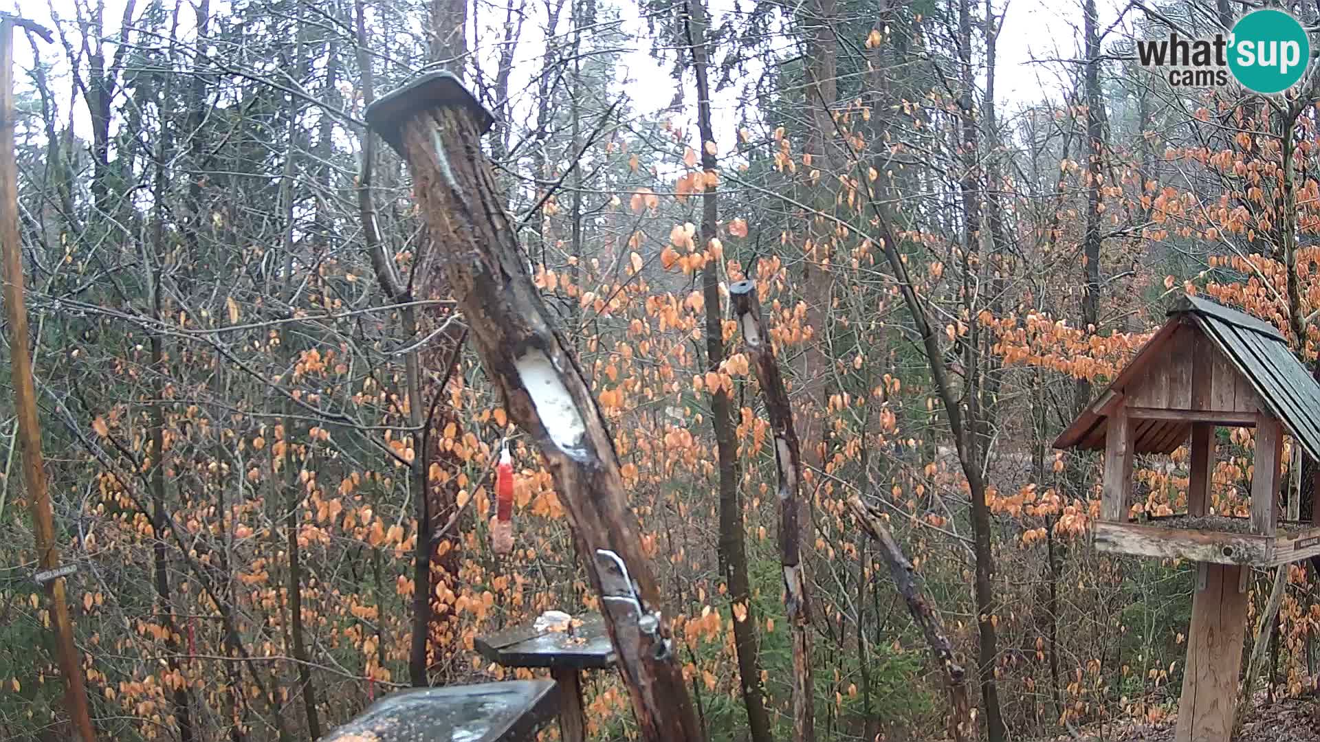 Comederos para pájaros en ZOO Ljubljana camera en vivo