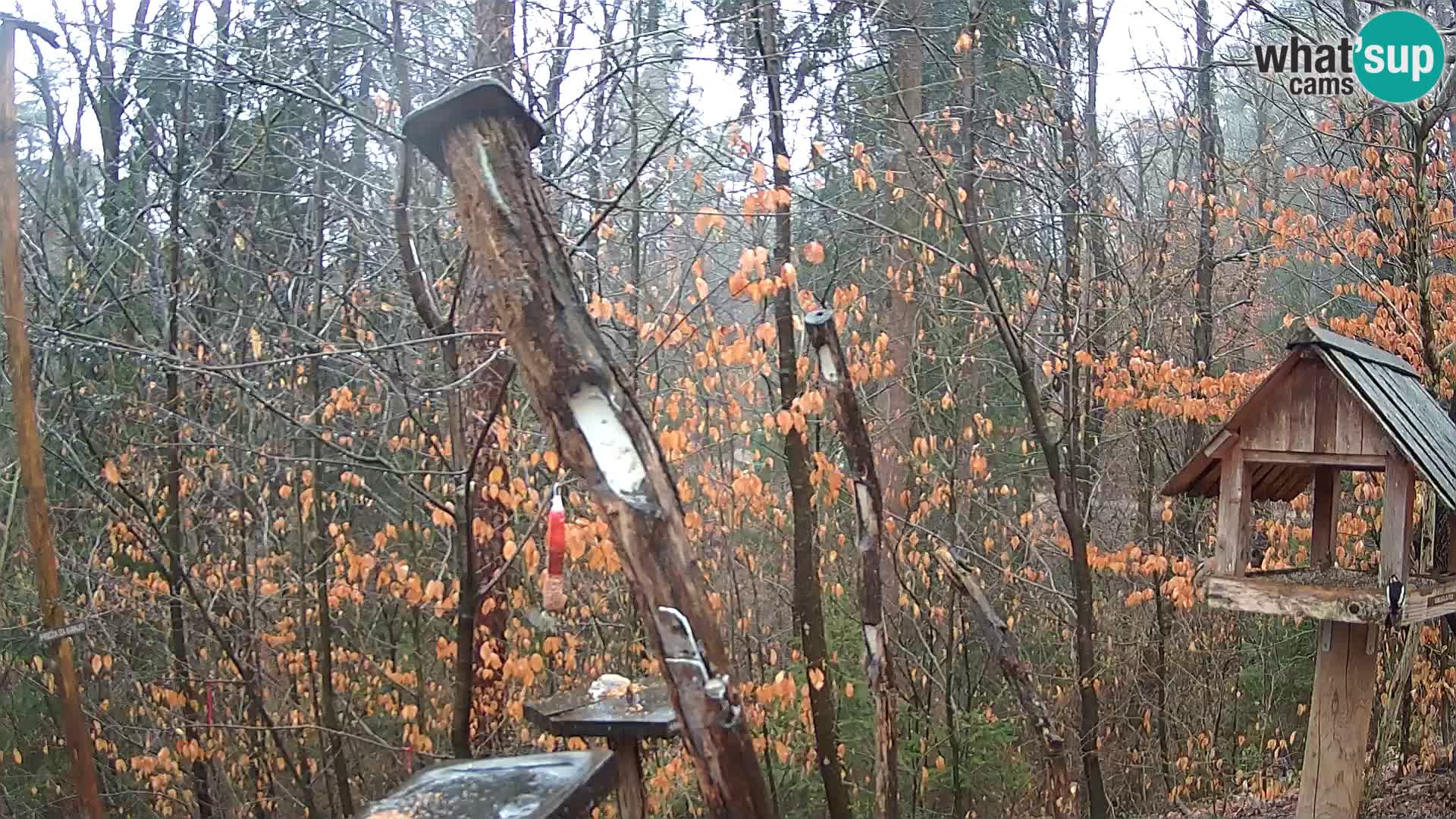 Comederos para pájaros en ZOO Ljubljana camera en vivo