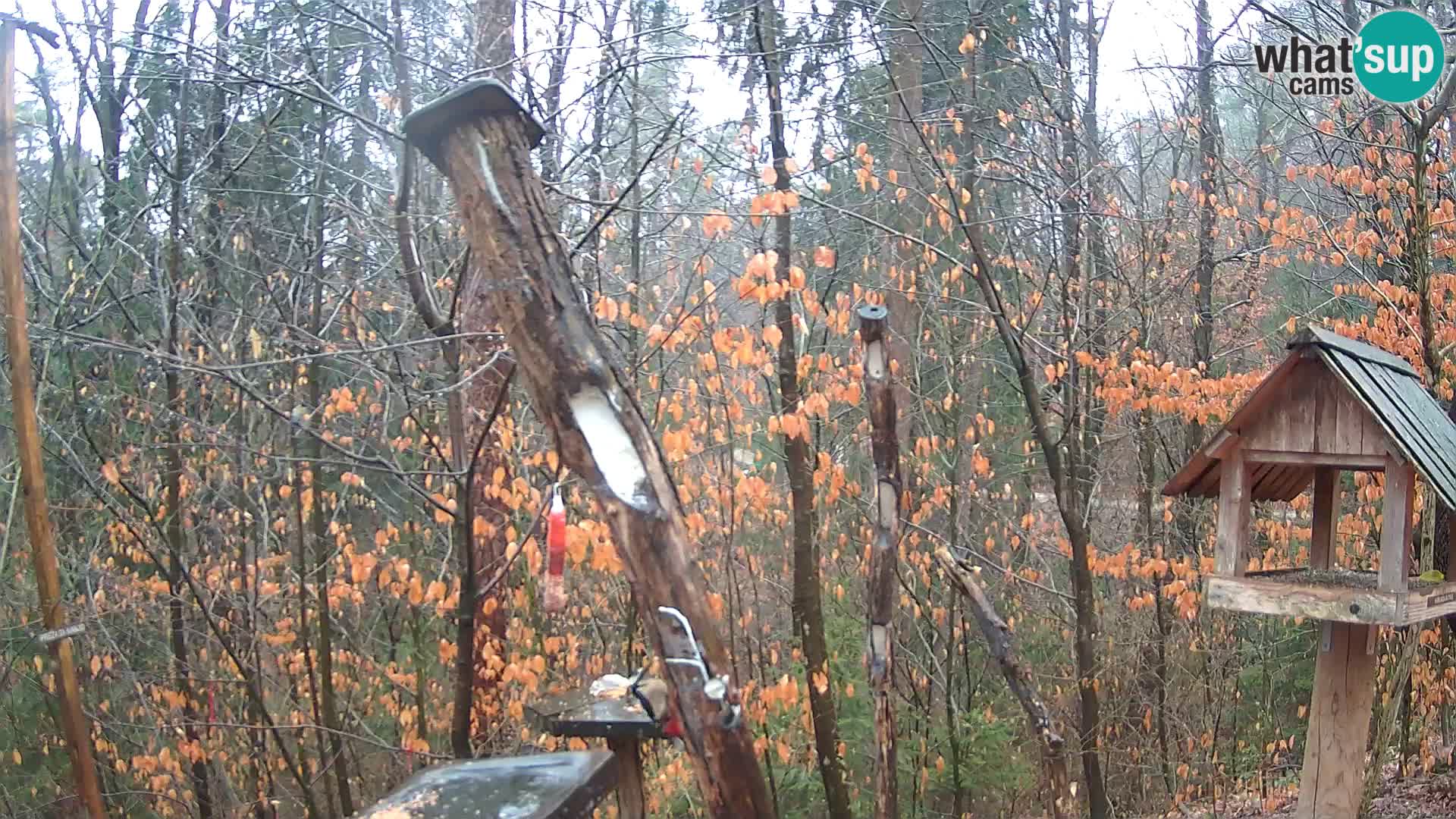 Mangeoires pour oiseaux au ZOO live webcam Ljubljana