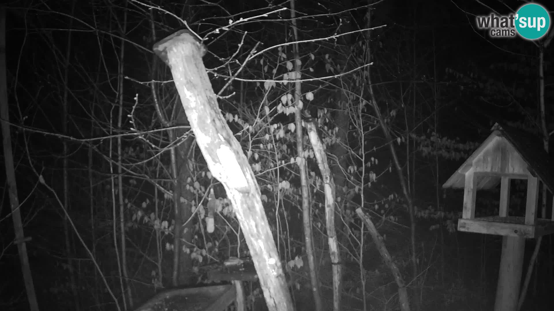 Bird feeders at ZOO Ljubljana webcam