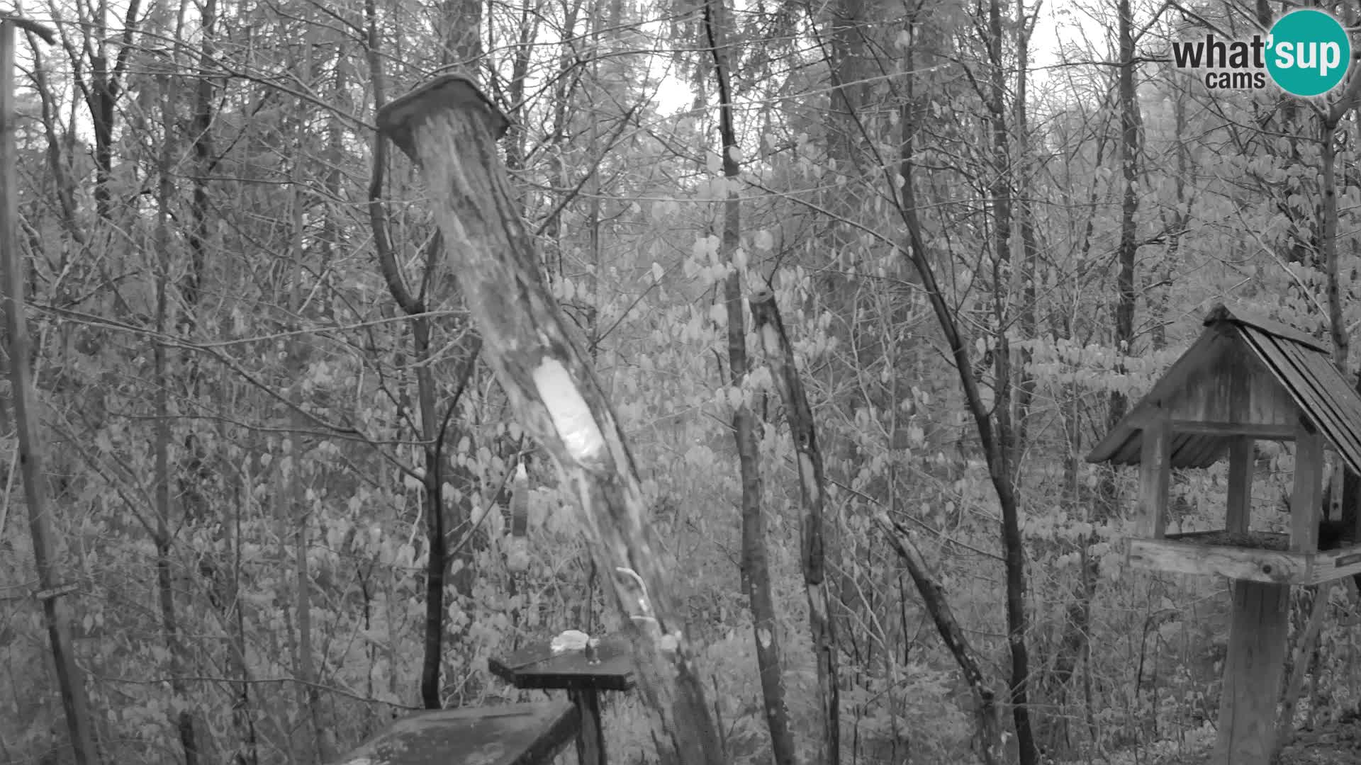 Bird feeders at ZOO Ljubljana webcam