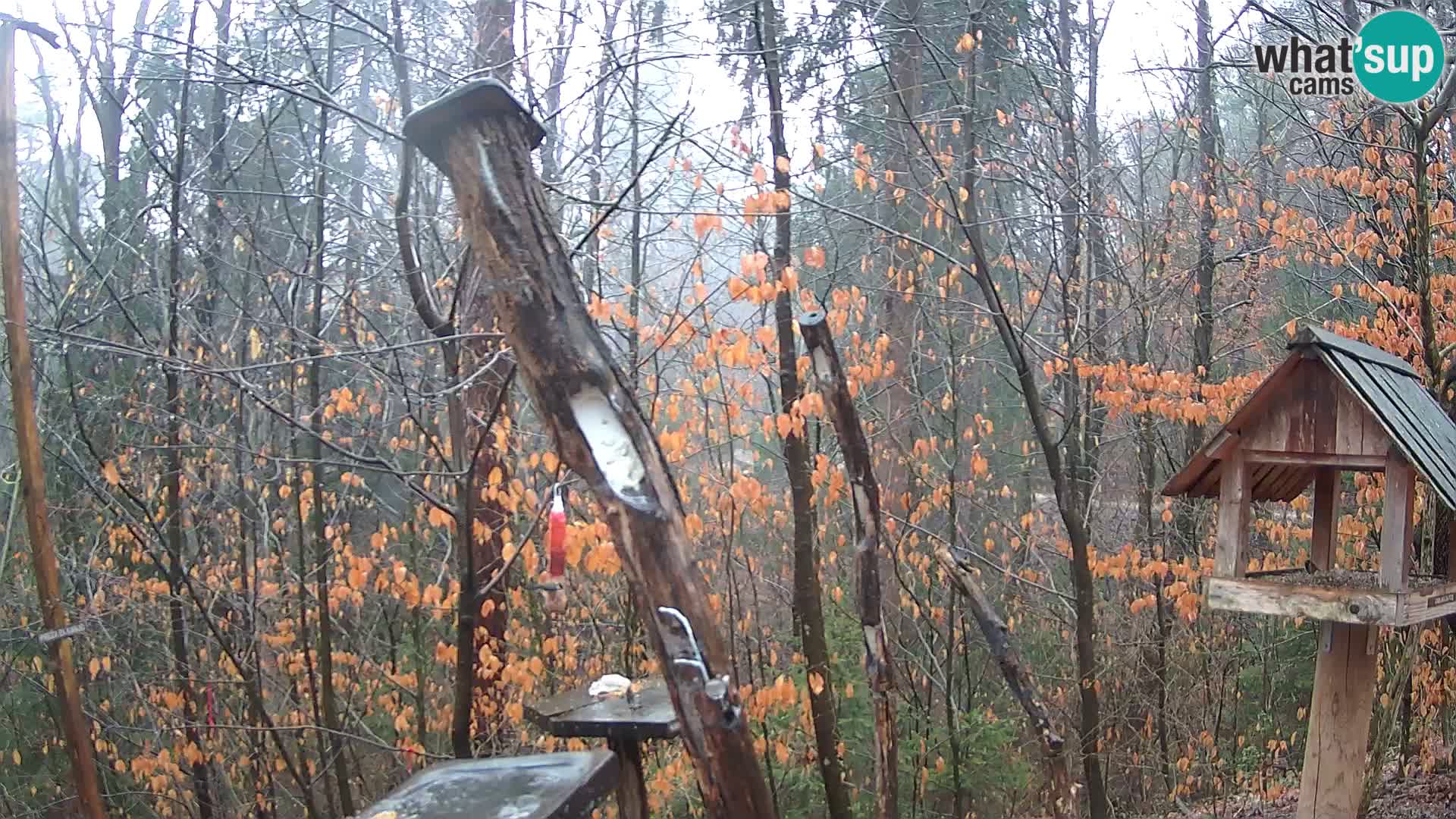 Bird feeders at ZOO Ljubljana webcam