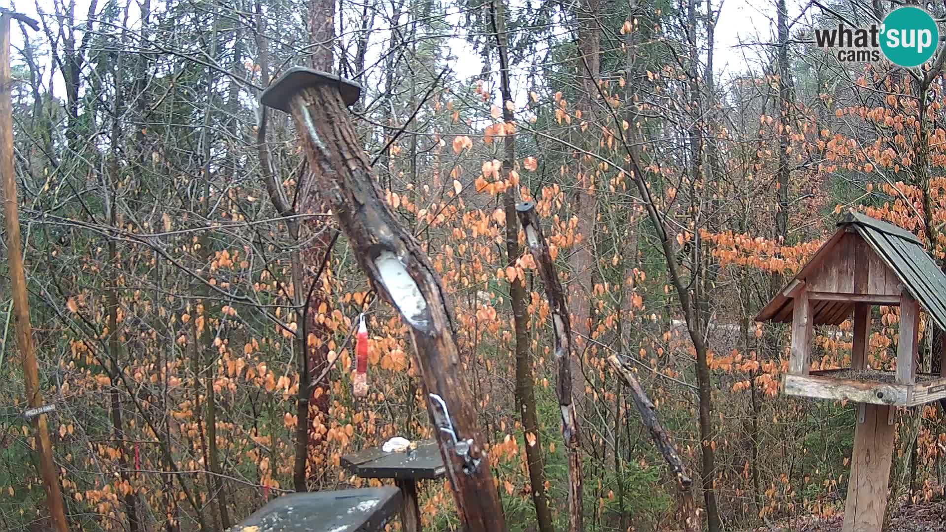 Bird feeders at ZOO Ljubljana webcam