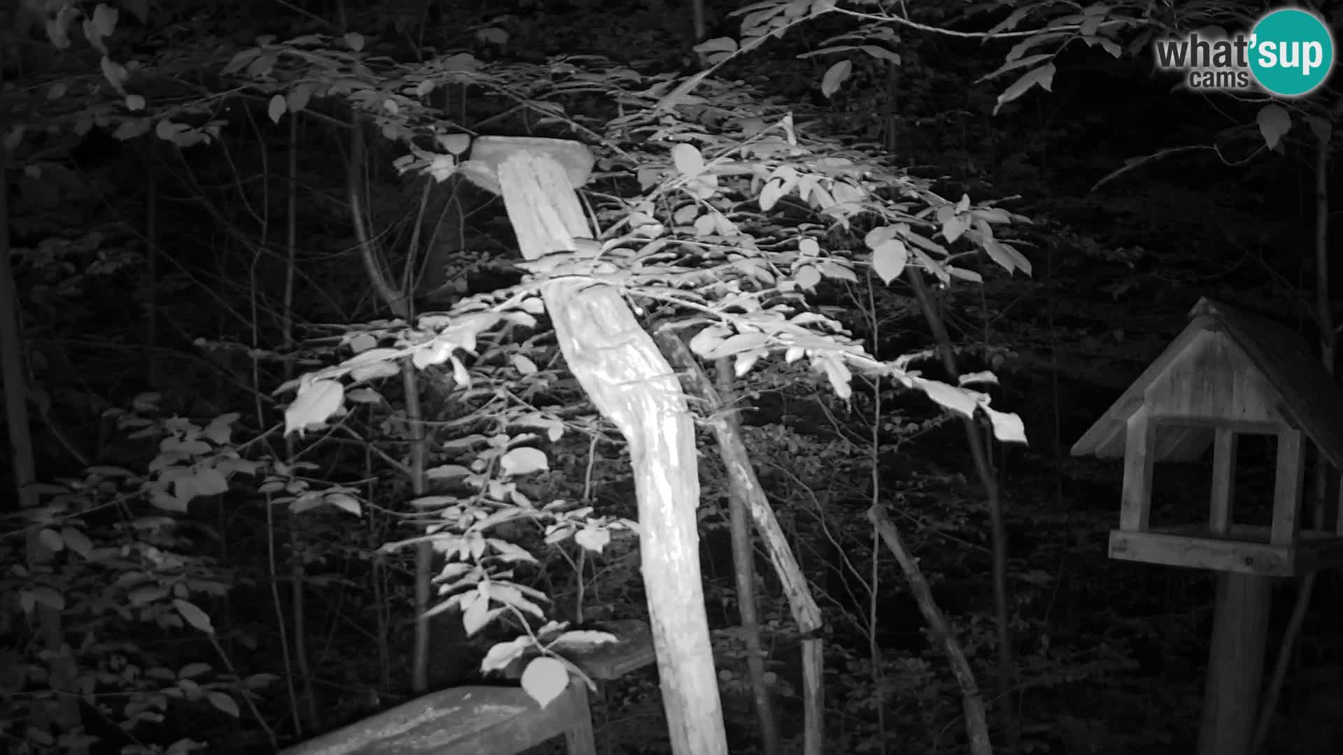 Mangiatoie per uccelli allo ZOO di Lubiana livecam