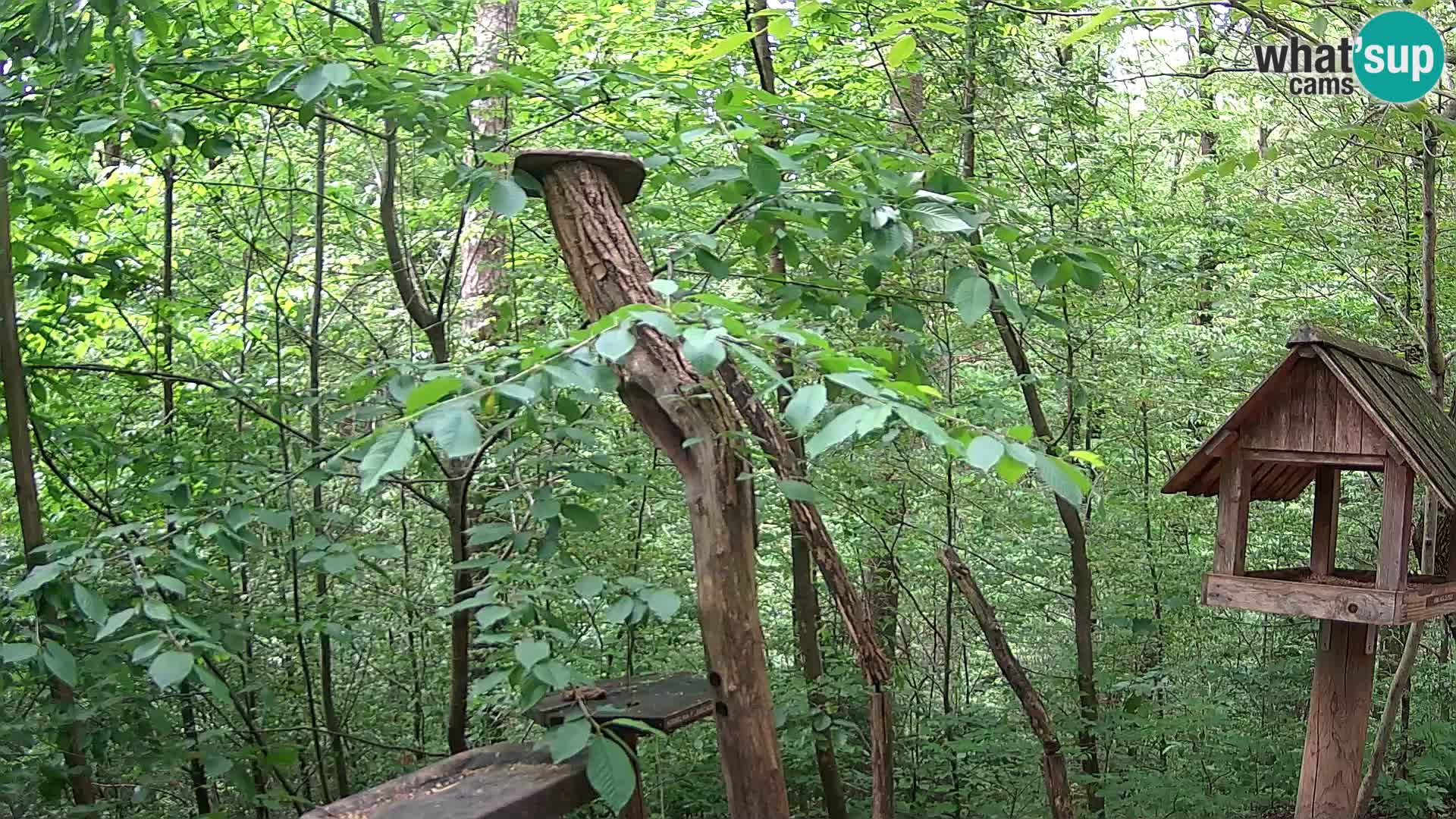 Bird feeders at ZOO Ljubljana webcam
