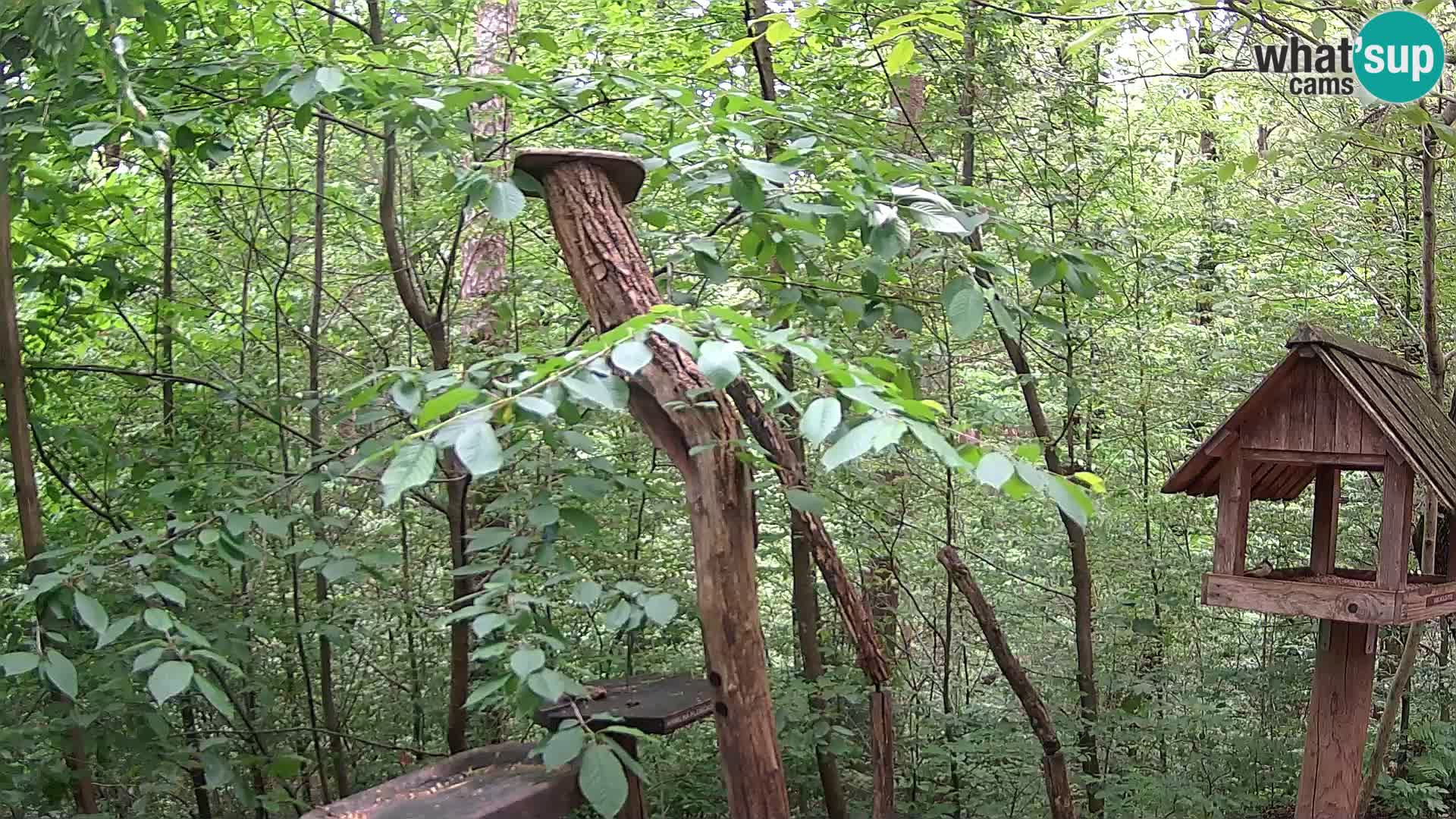 Krmilnice za ptiče v ZOO Ljubljana spletna kamera