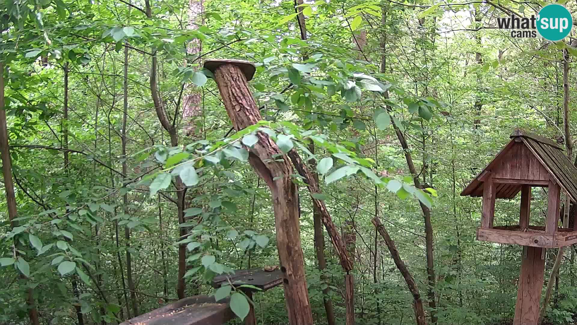 Vogelfutterhäuschen im ZOO webcam Ljubljana