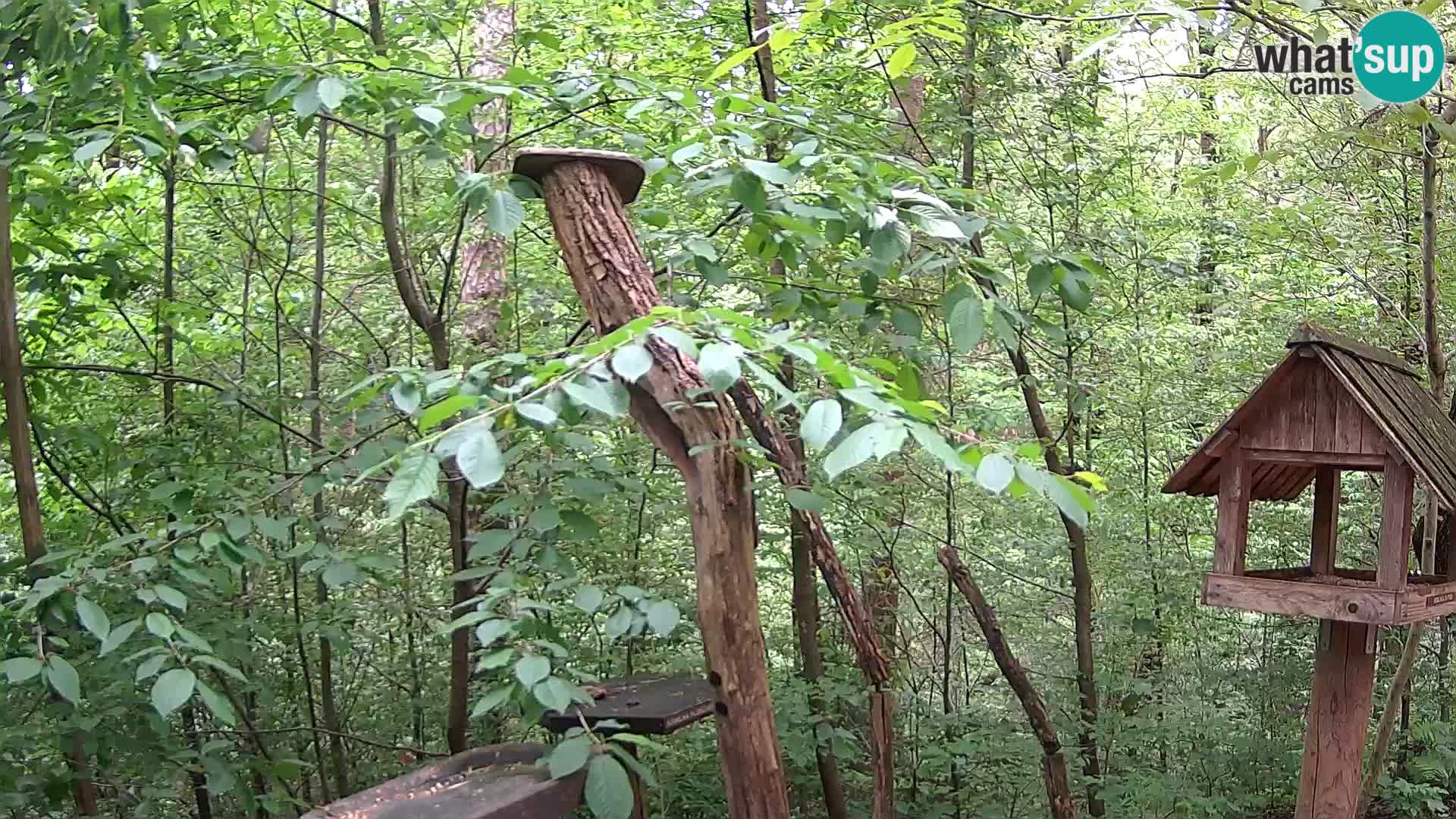 Bird feeders at ZOO Ljubljana webcam
