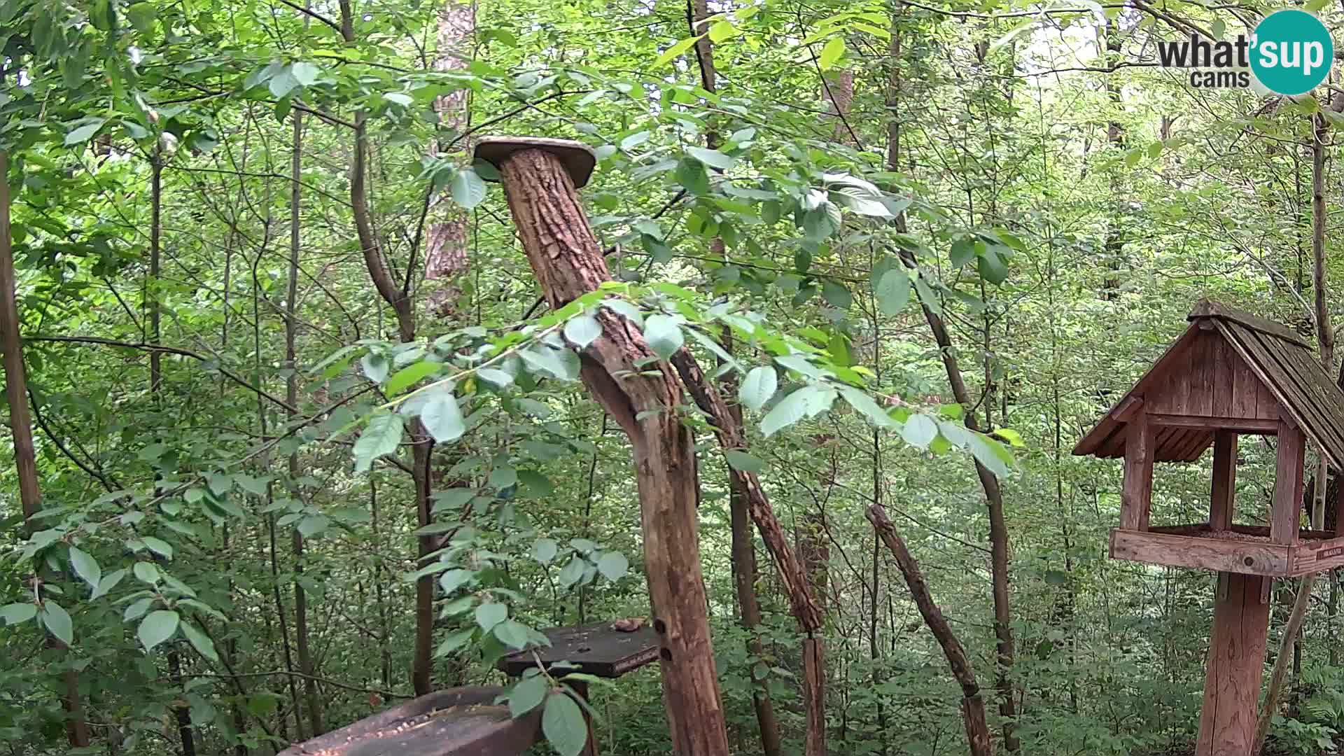 Mangeoires pour oiseaux au ZOO live webcam Ljubljana