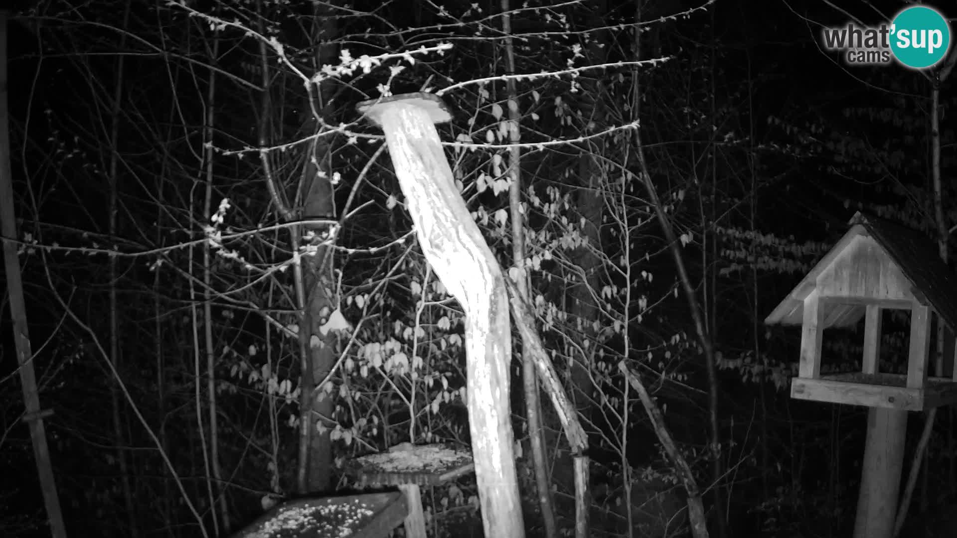 Bird feeders at ZOO Ljubljana webcam