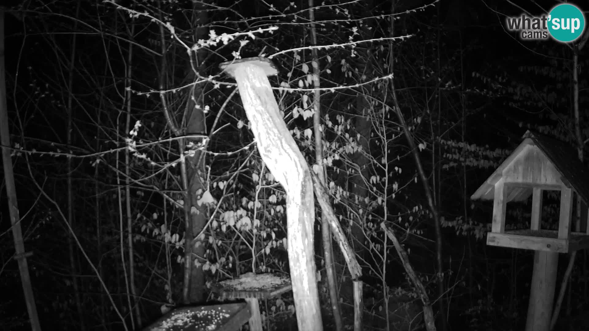 Bird feeders at ZOO Ljubljana webcam