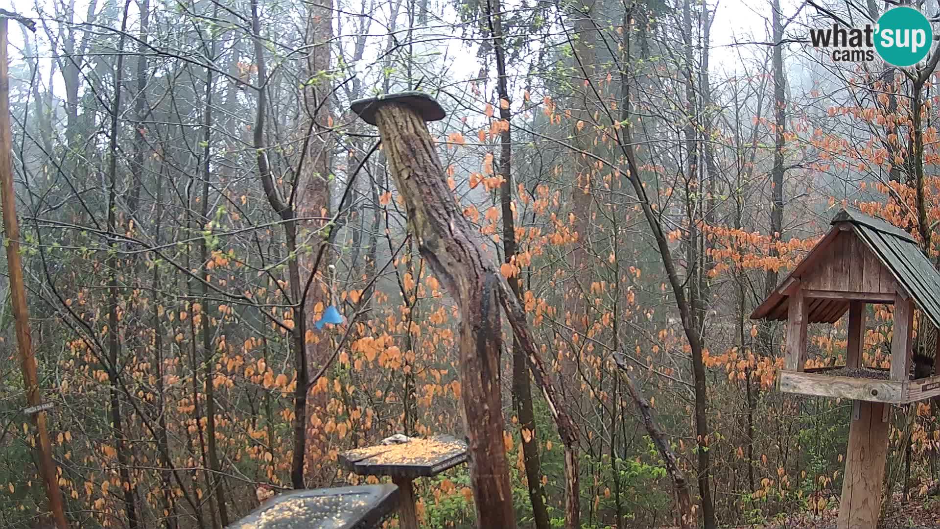 Mangeoires pour oiseaux au ZOO live webcam Ljubljana