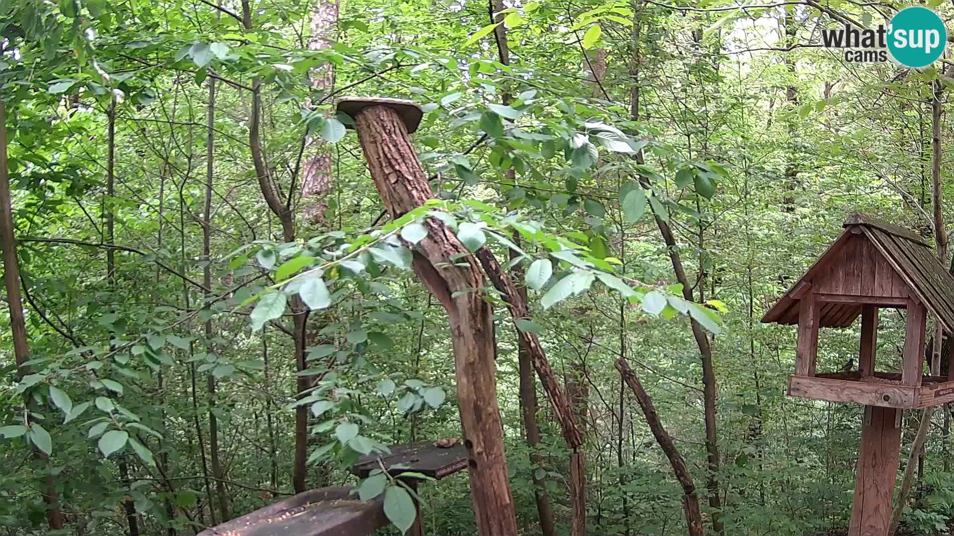 Bird feeders at ZOO Ljubljana webcam