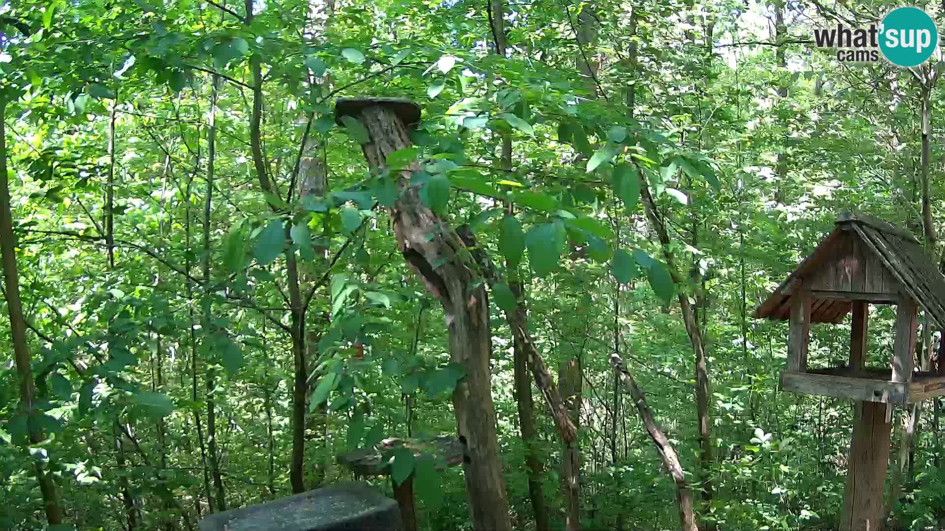 Krmilnice za ptiče v ZOO Ljubljana spletna kamera