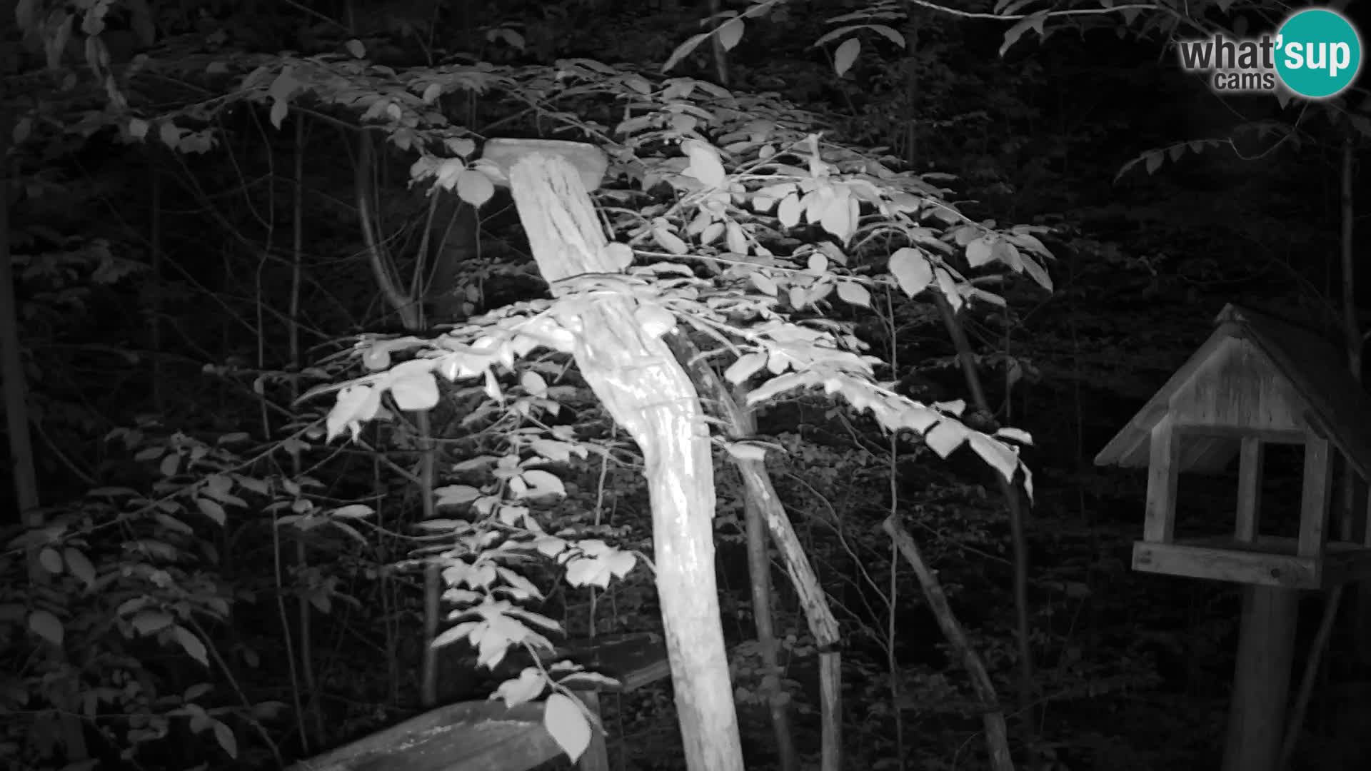 Bird feeders at ZOO Ljubljana webcam