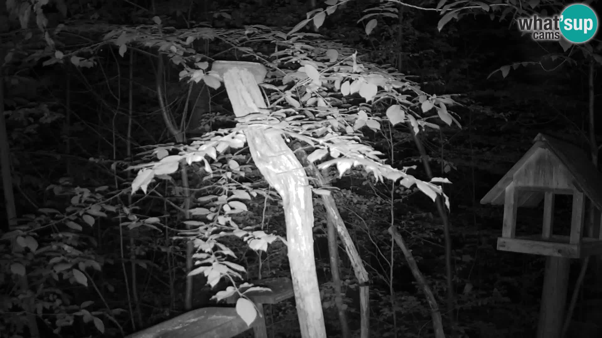 Bird feeders at ZOO Ljubljana webcam
