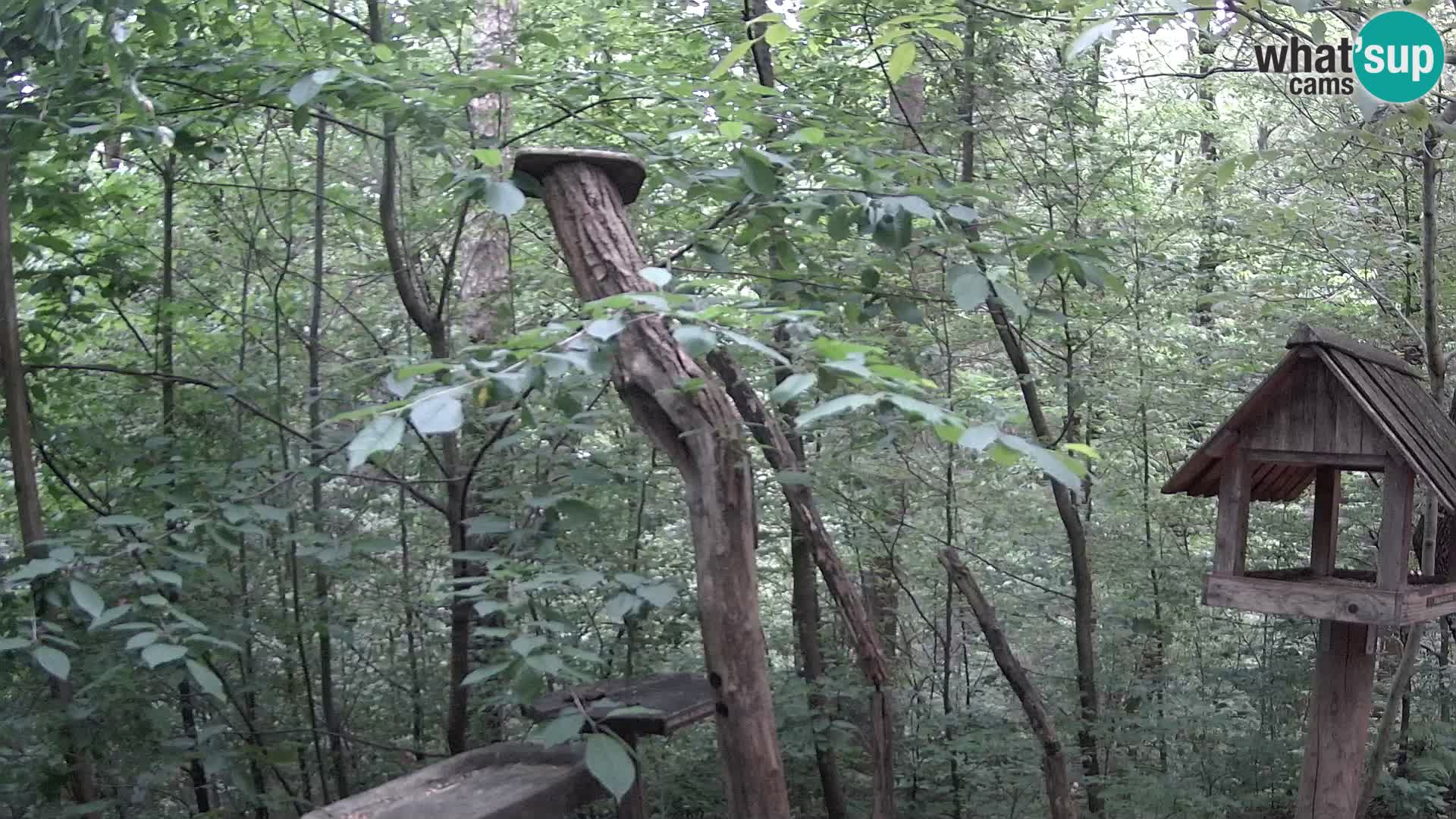 Vogelfutterhäuschen im ZOO webcam Ljubljana