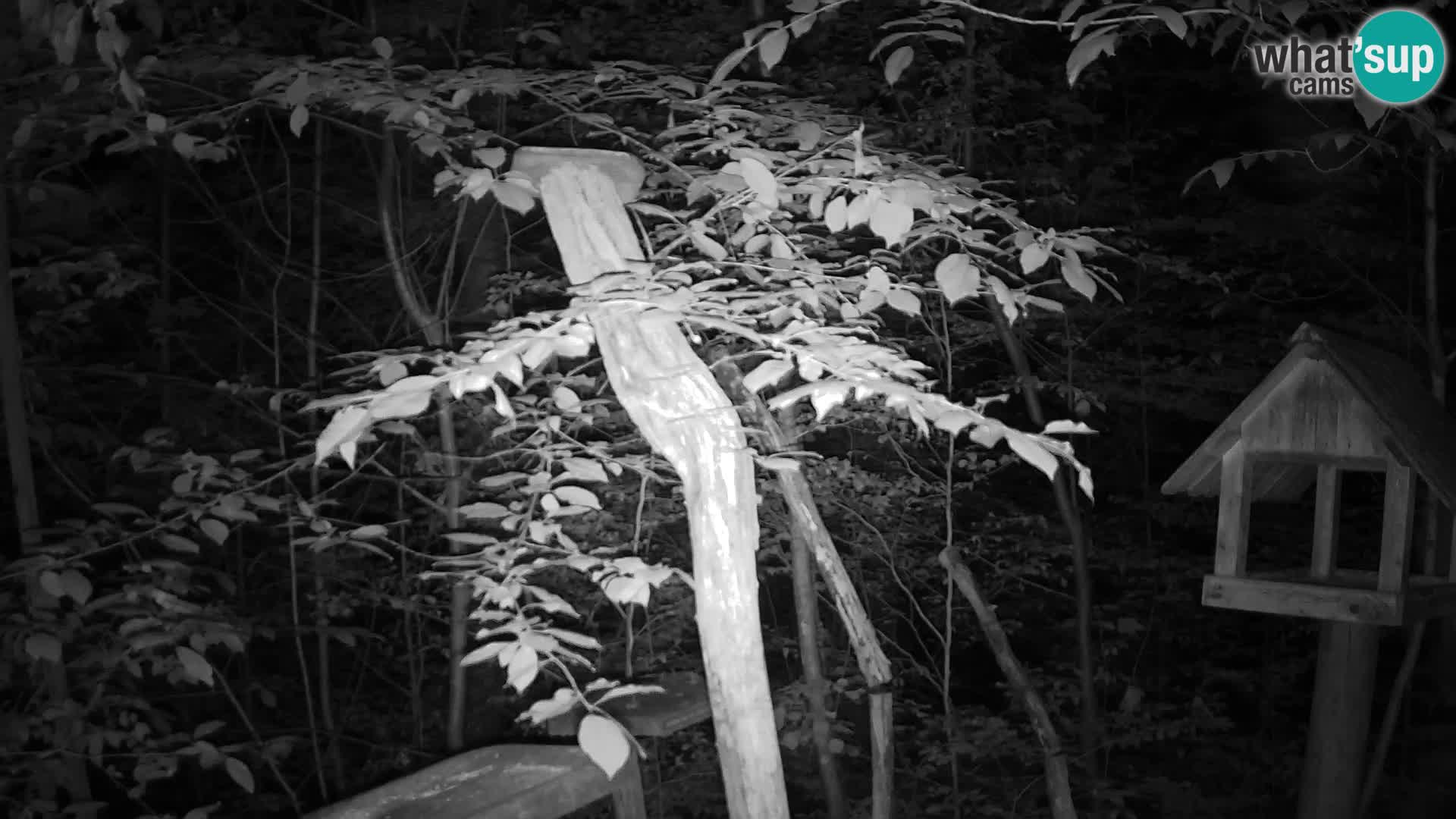 Bird feeders at ZOO Ljubljana webcam