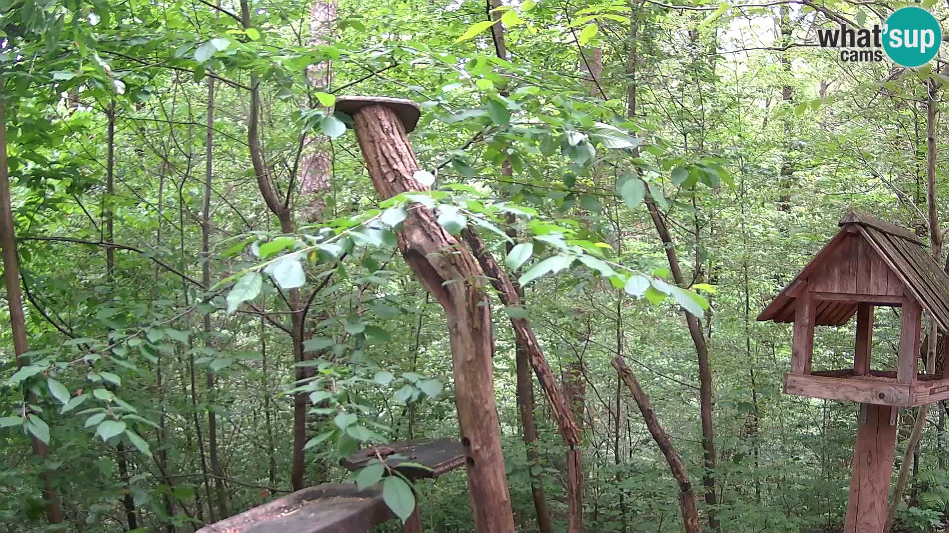 Bird feeders at ZOO Ljubljana webcam
