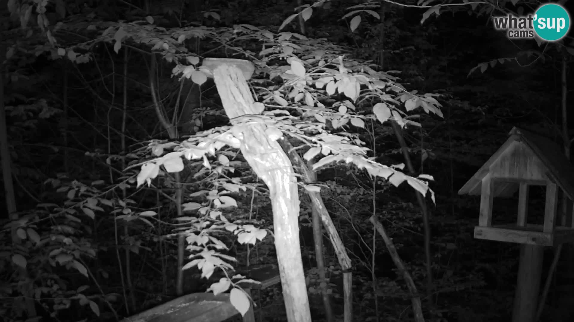 Bird feeders at ZOO Ljubljana webcam