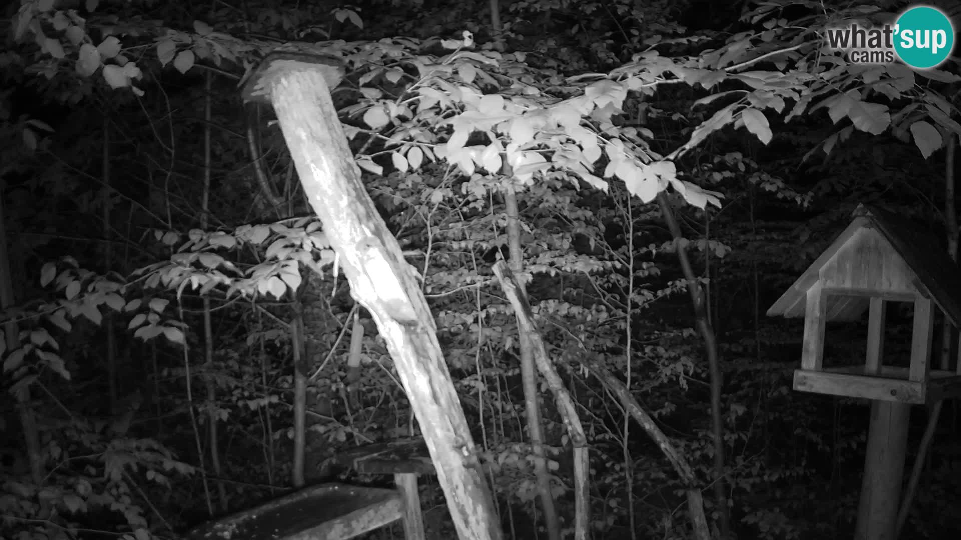 Bird feeders at ZOO Ljubljana webcam