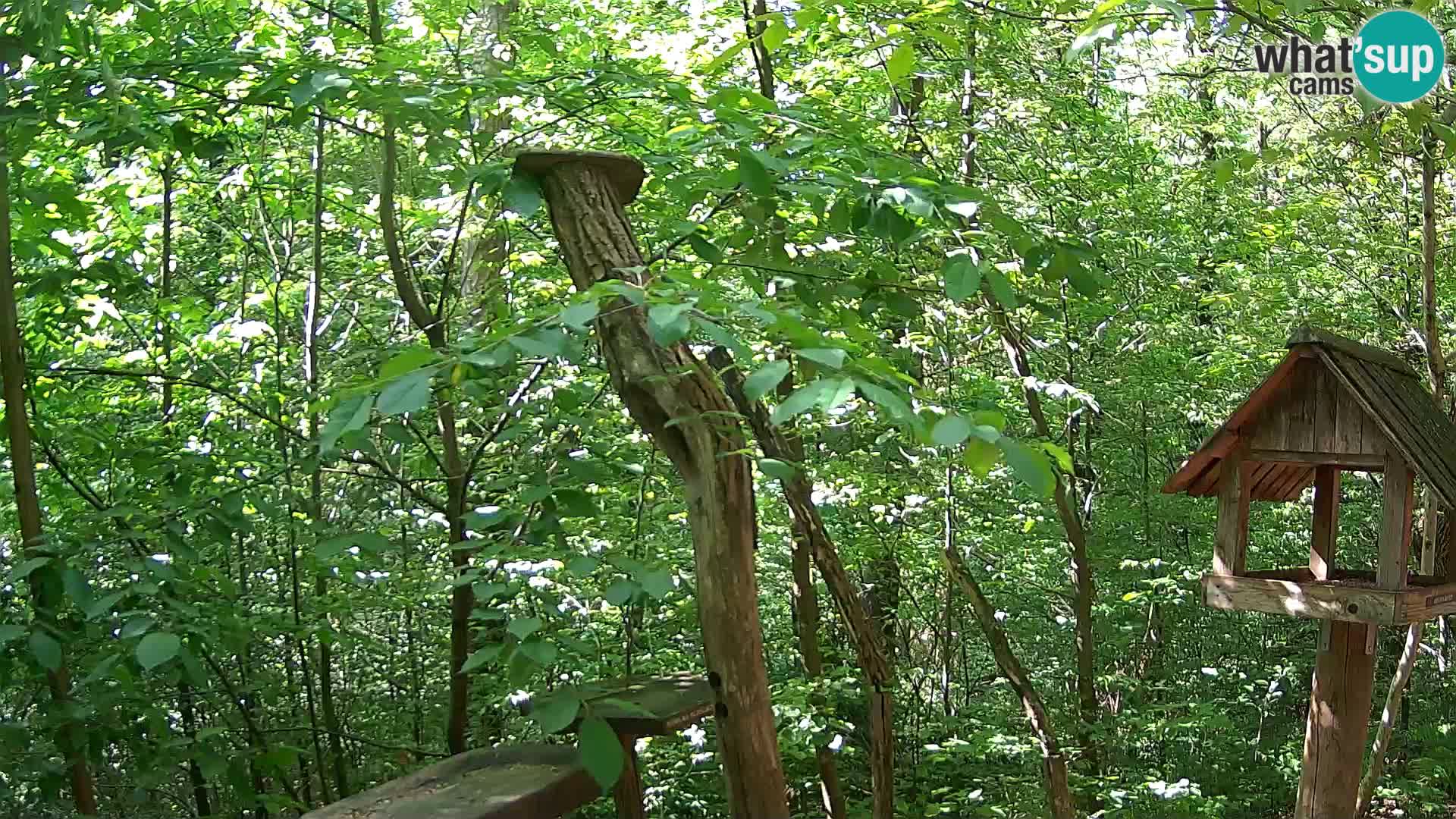 Bird feeders at ZOO Ljubljana webcam