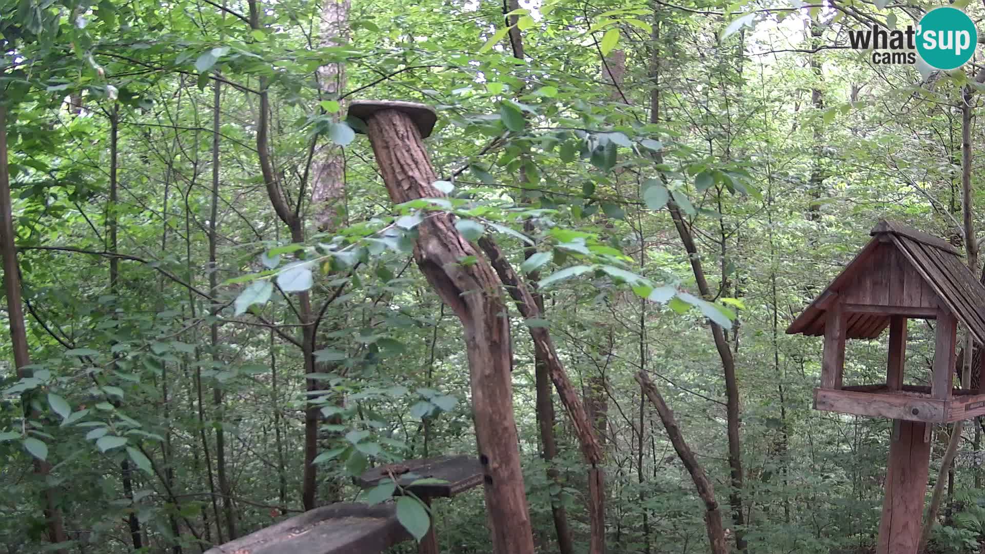 Krmilnice za ptiče v ZOO Ljubljana spletna kamera