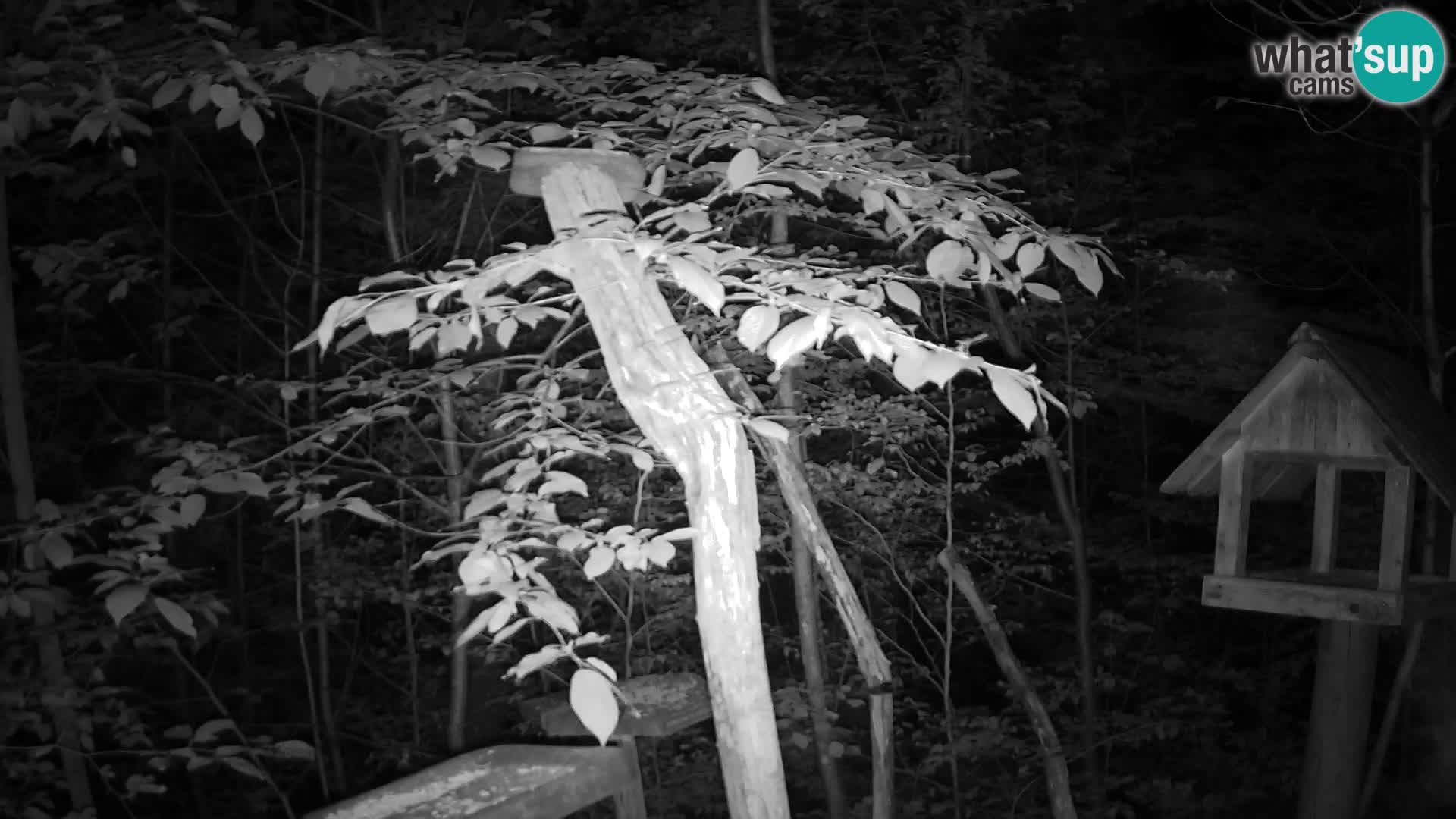 Bird feeders at ZOO Ljubljana webcam
