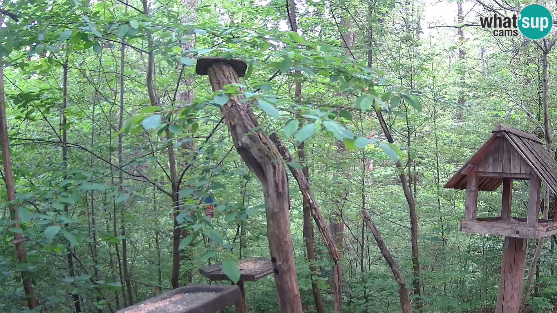 Vogelfutterhäuschen im ZOO webcam Ljubljana