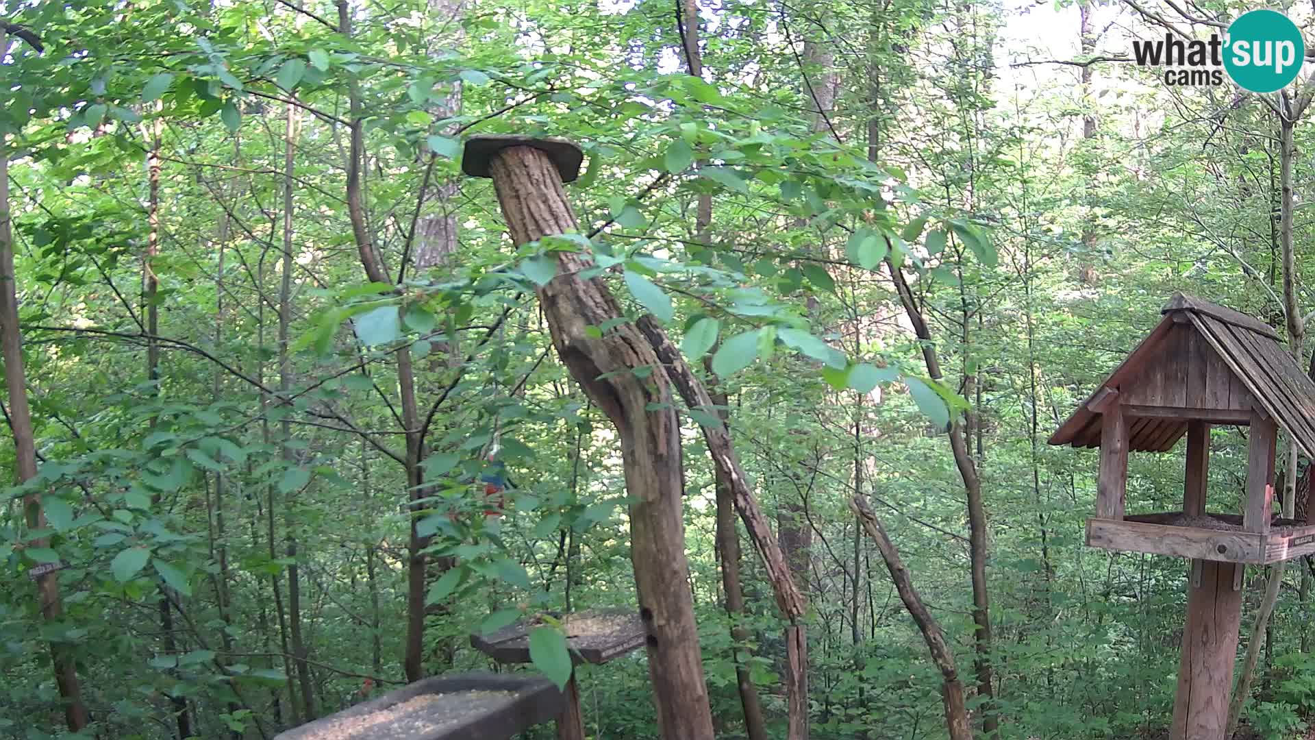 Bird feeders at ZOO Ljubljana webcam