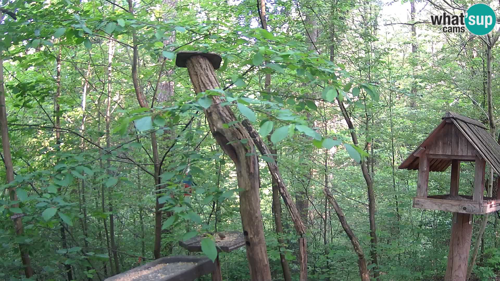 Bird feeders at ZOO Ljubljana webcam