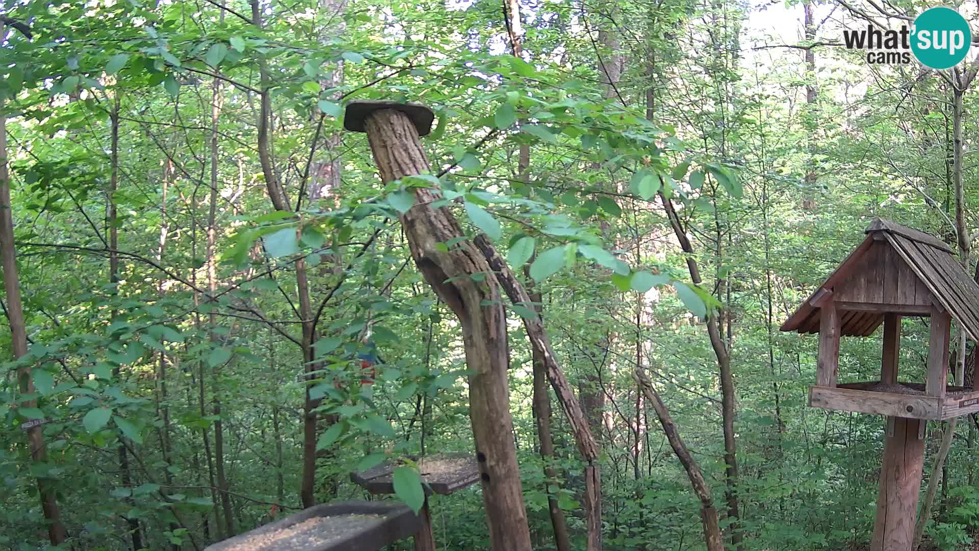 Bird feeders at ZOO Ljubljana webcam