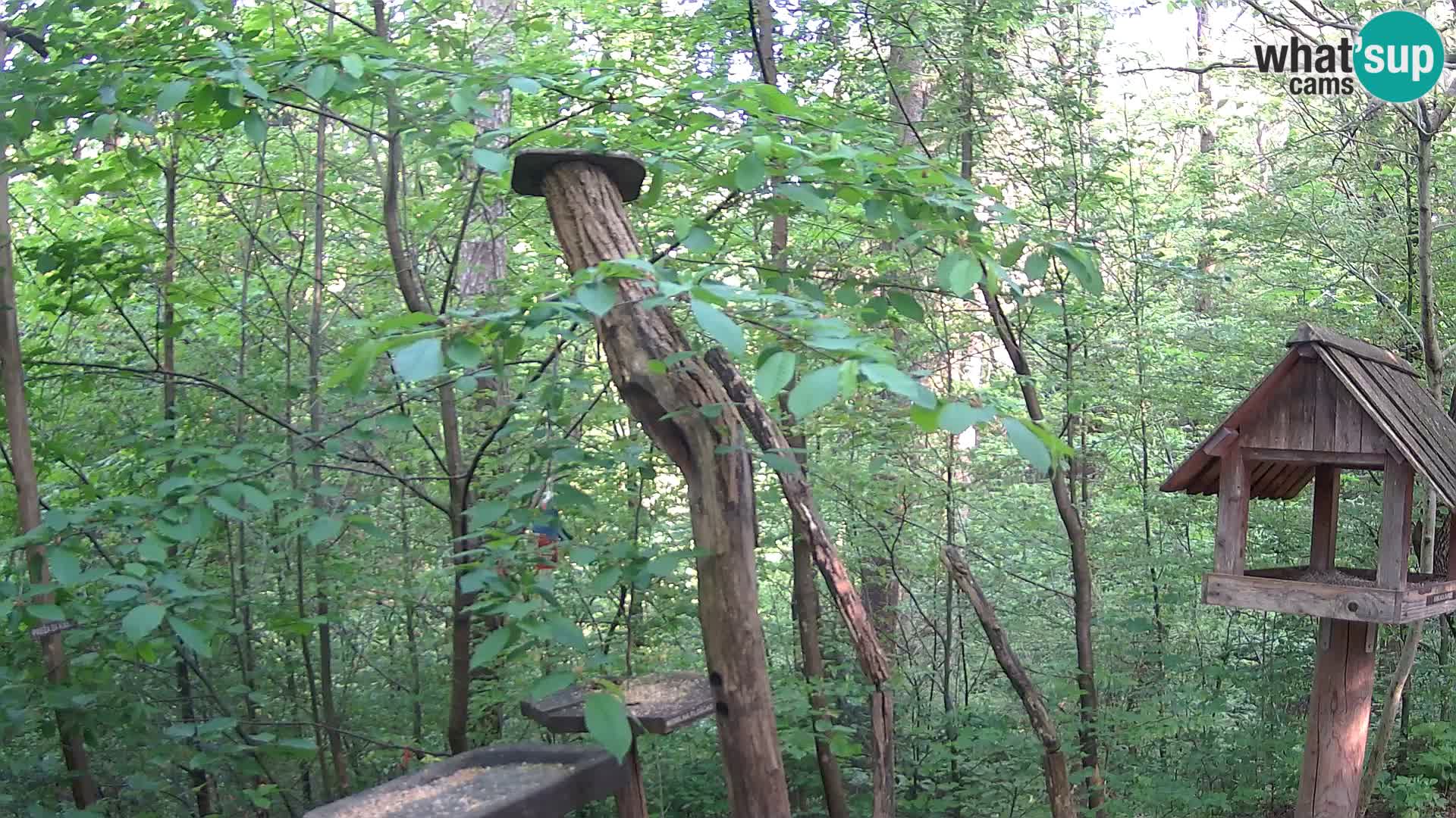 Bird feeders at ZOO Ljubljana webcam