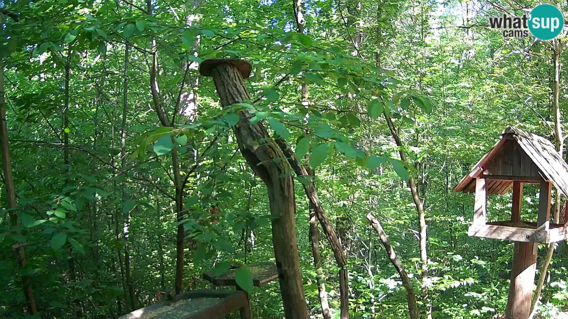 Bird feeders at ZOO Ljubljana webcam