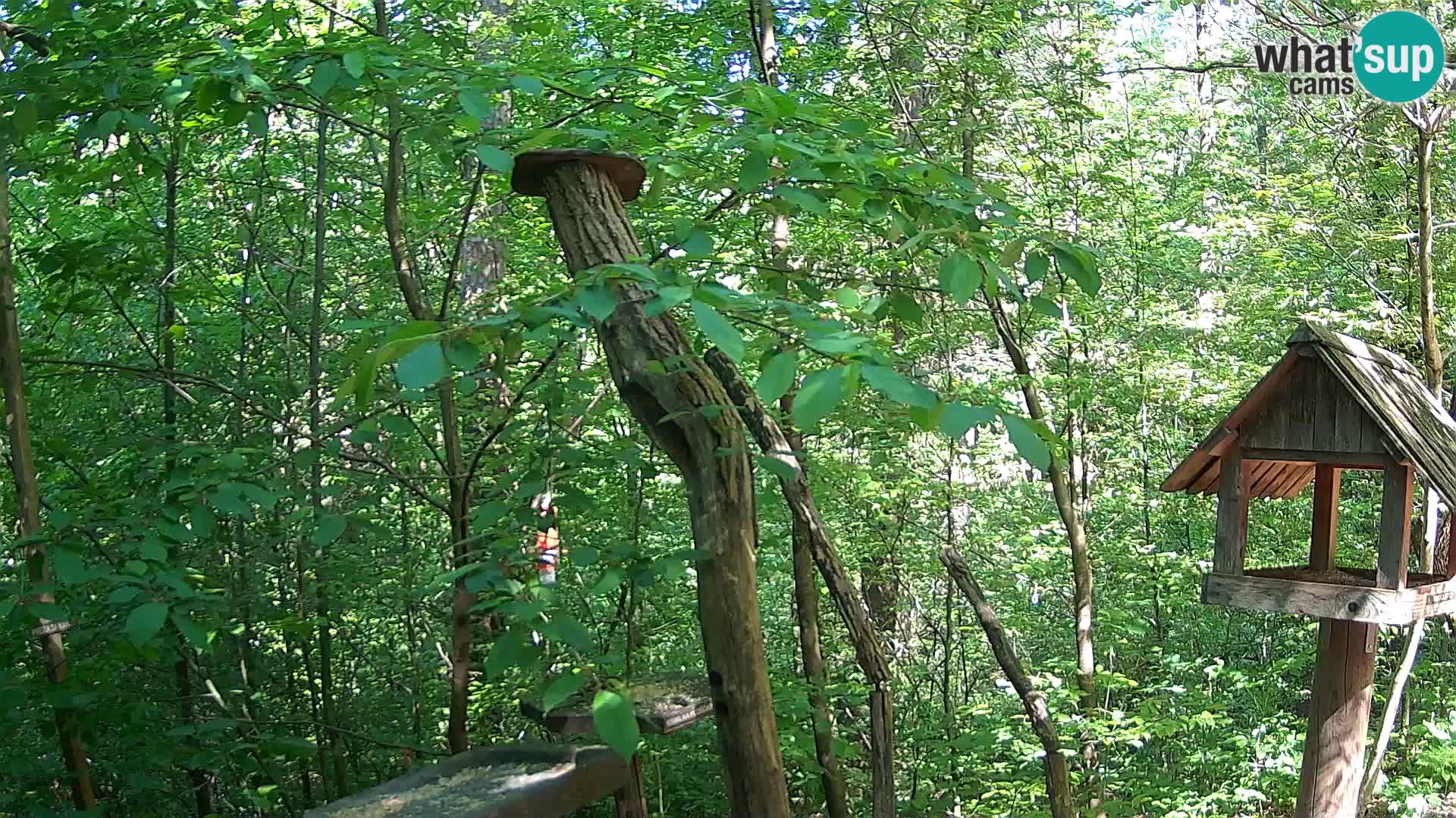 Bird feeders at ZOO Ljubljana webcam