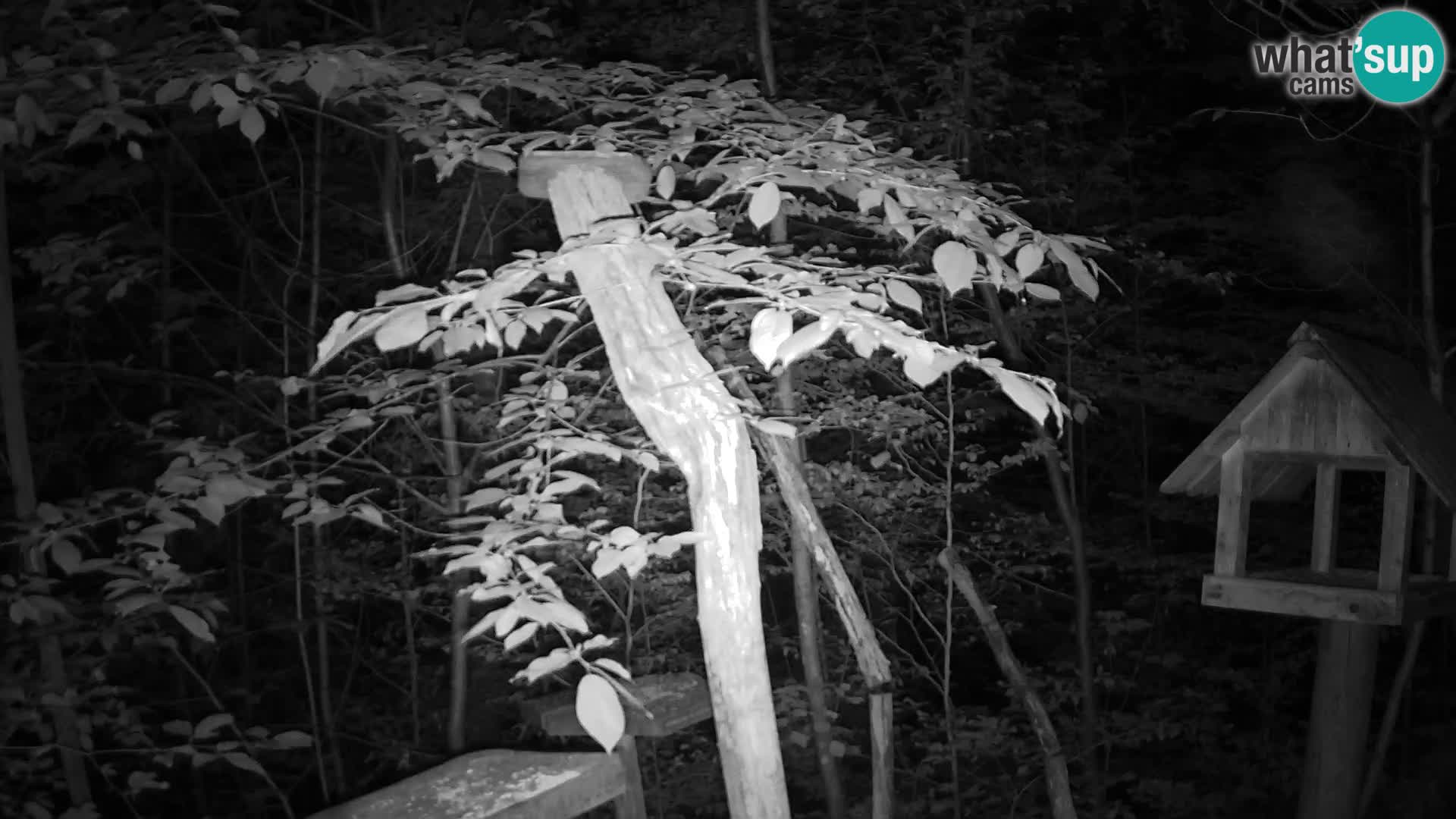 Mangeoires pour oiseaux au ZOO live webcam Ljubljana