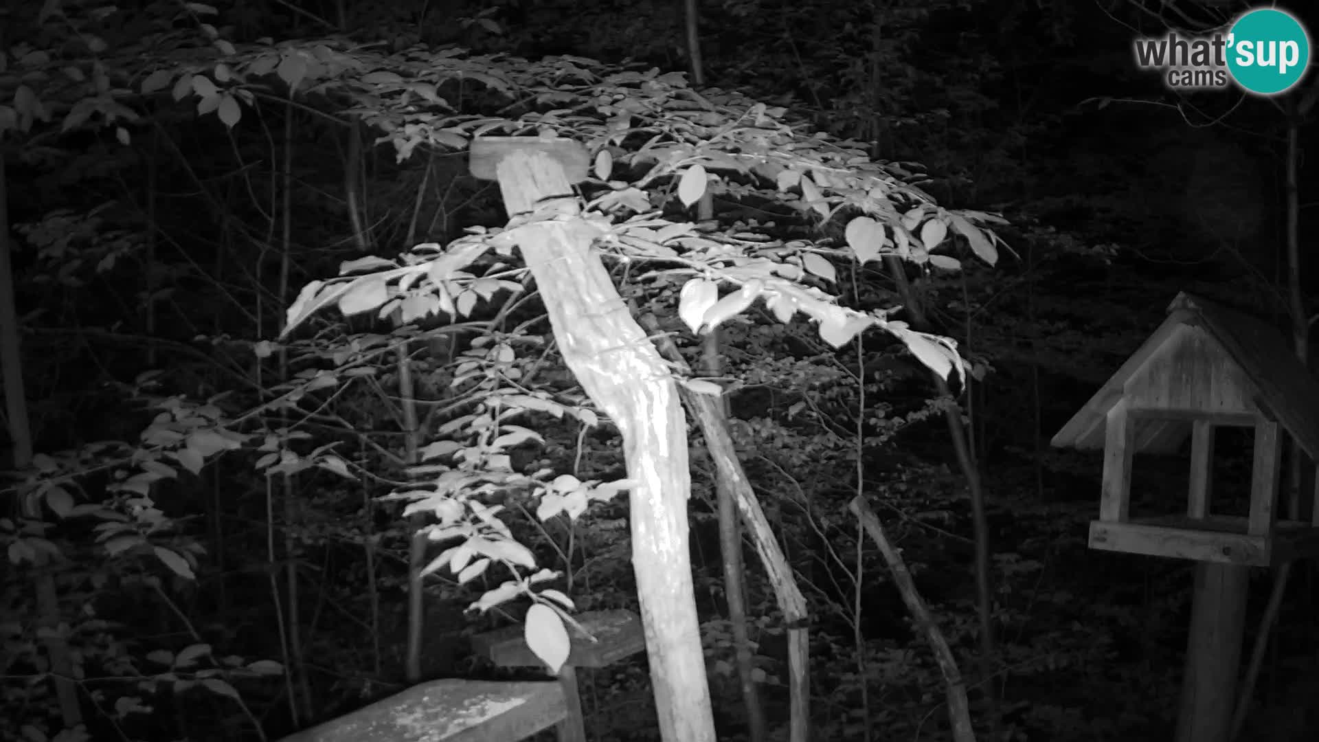 Mangiatoie per uccelli allo ZOO di Lubiana livecam