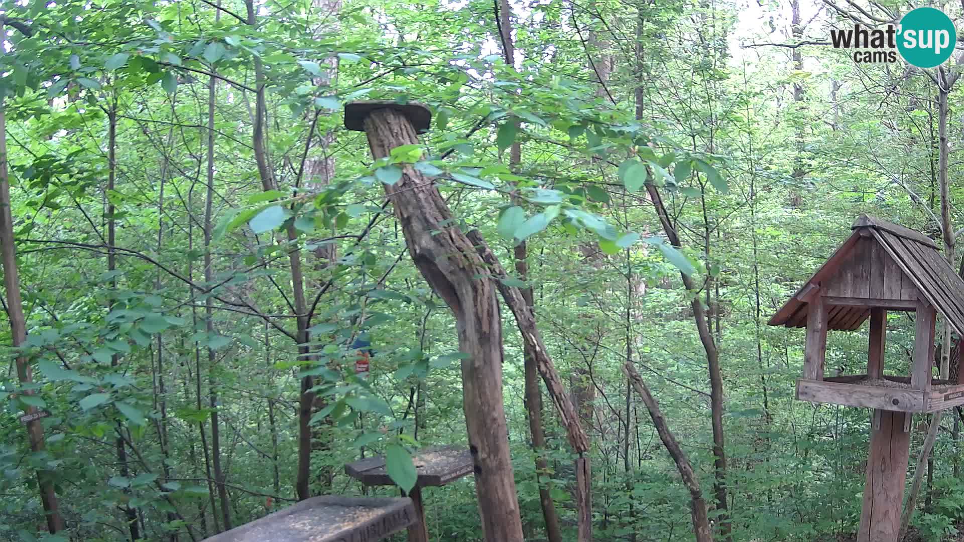 Bird feeders at ZOO Ljubljana webcam