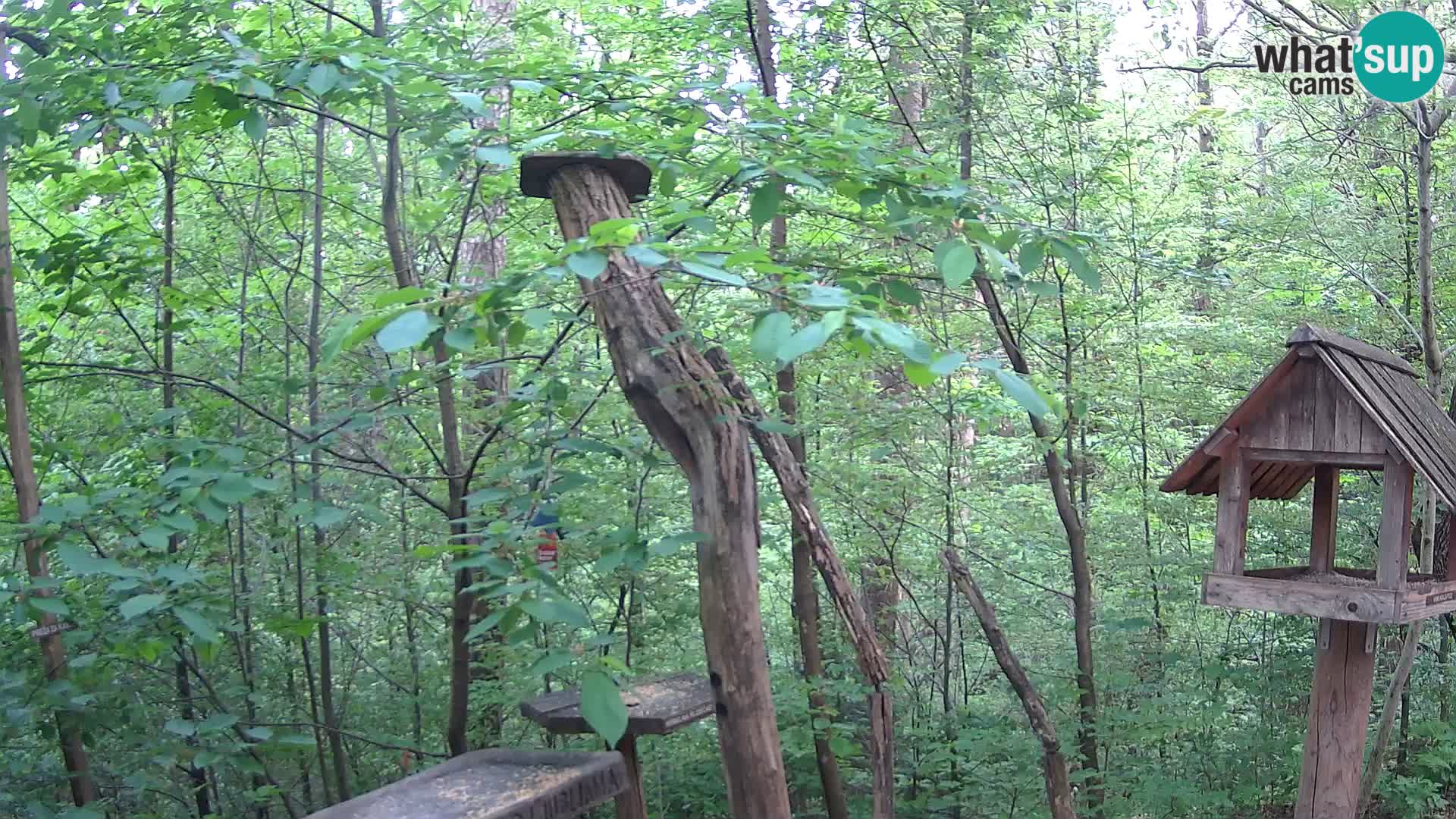 Mangeoires pour oiseaux au ZOO live webcam Ljubljana