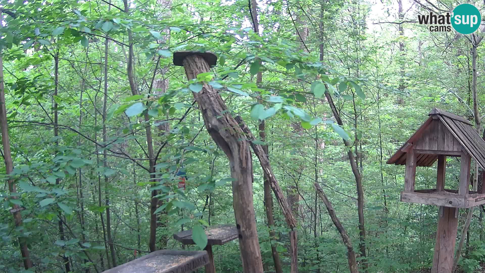 Mangeoires pour oiseaux au ZOO live webcam Ljubljana
